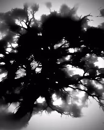 Look Up