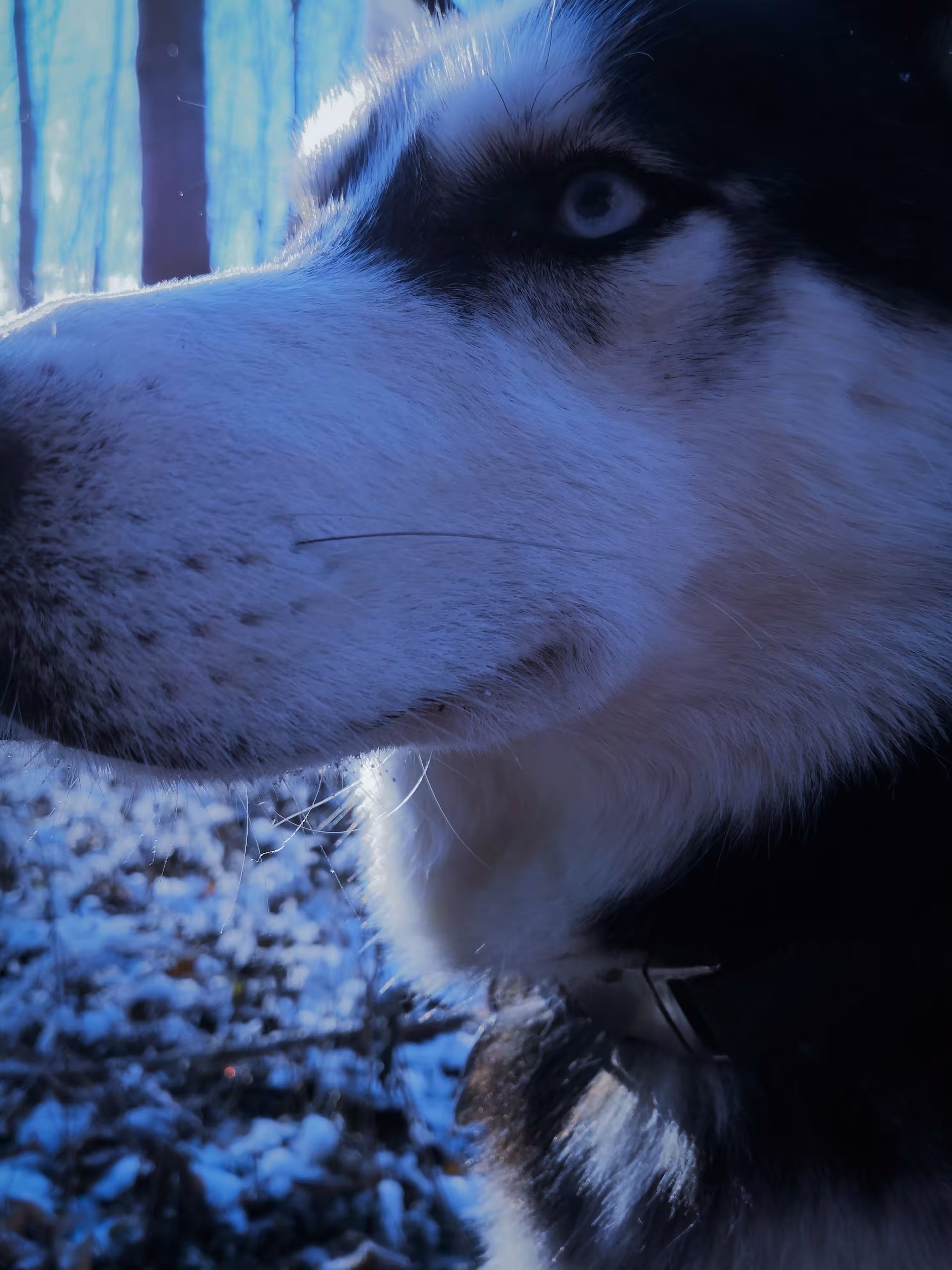 Blue Eyed Beauty