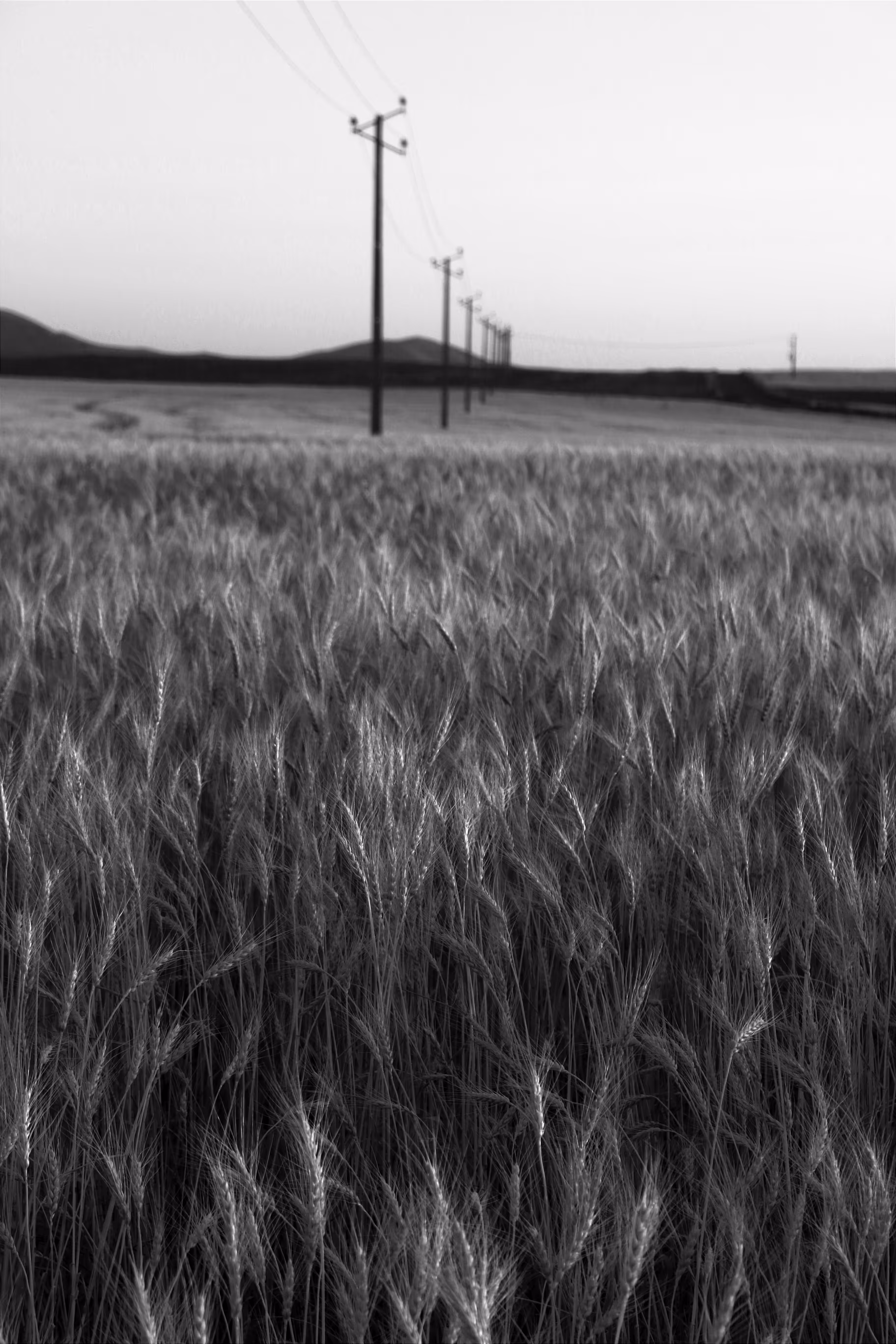 with the wind : Wheat field