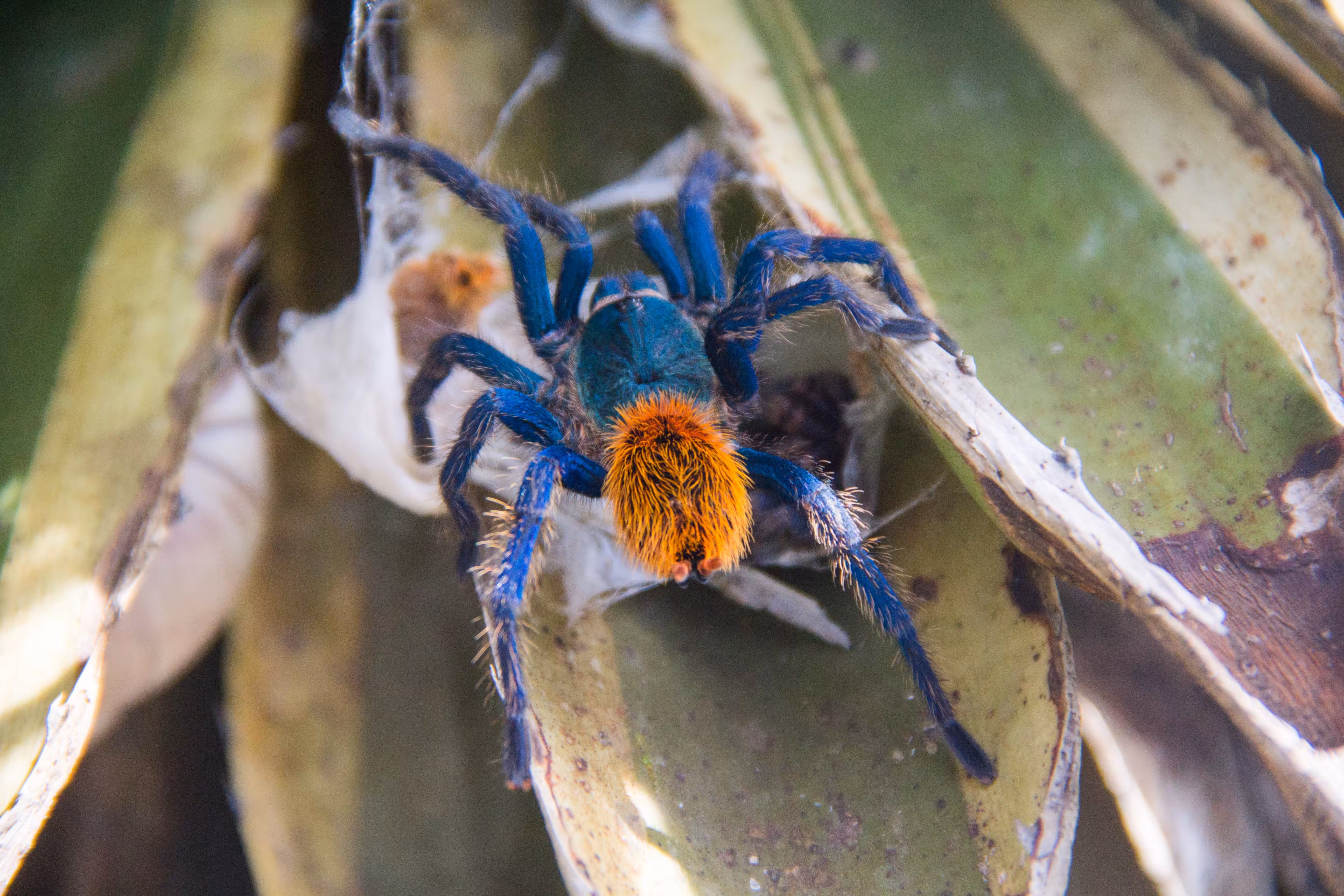 Chromatopelma 