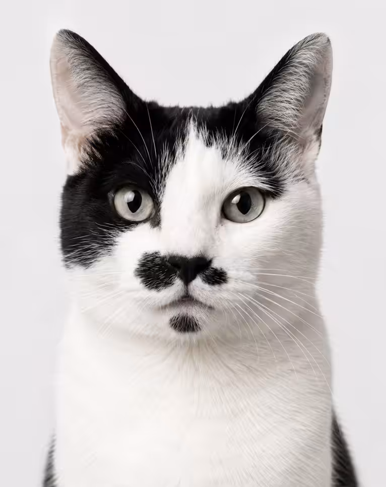 Bigodes 🤍