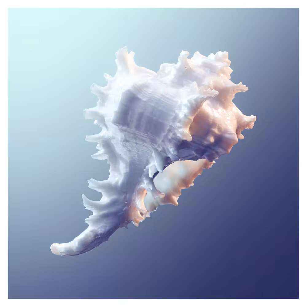 Seashell