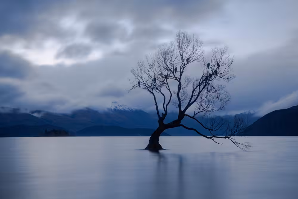Wanaka Tree #1