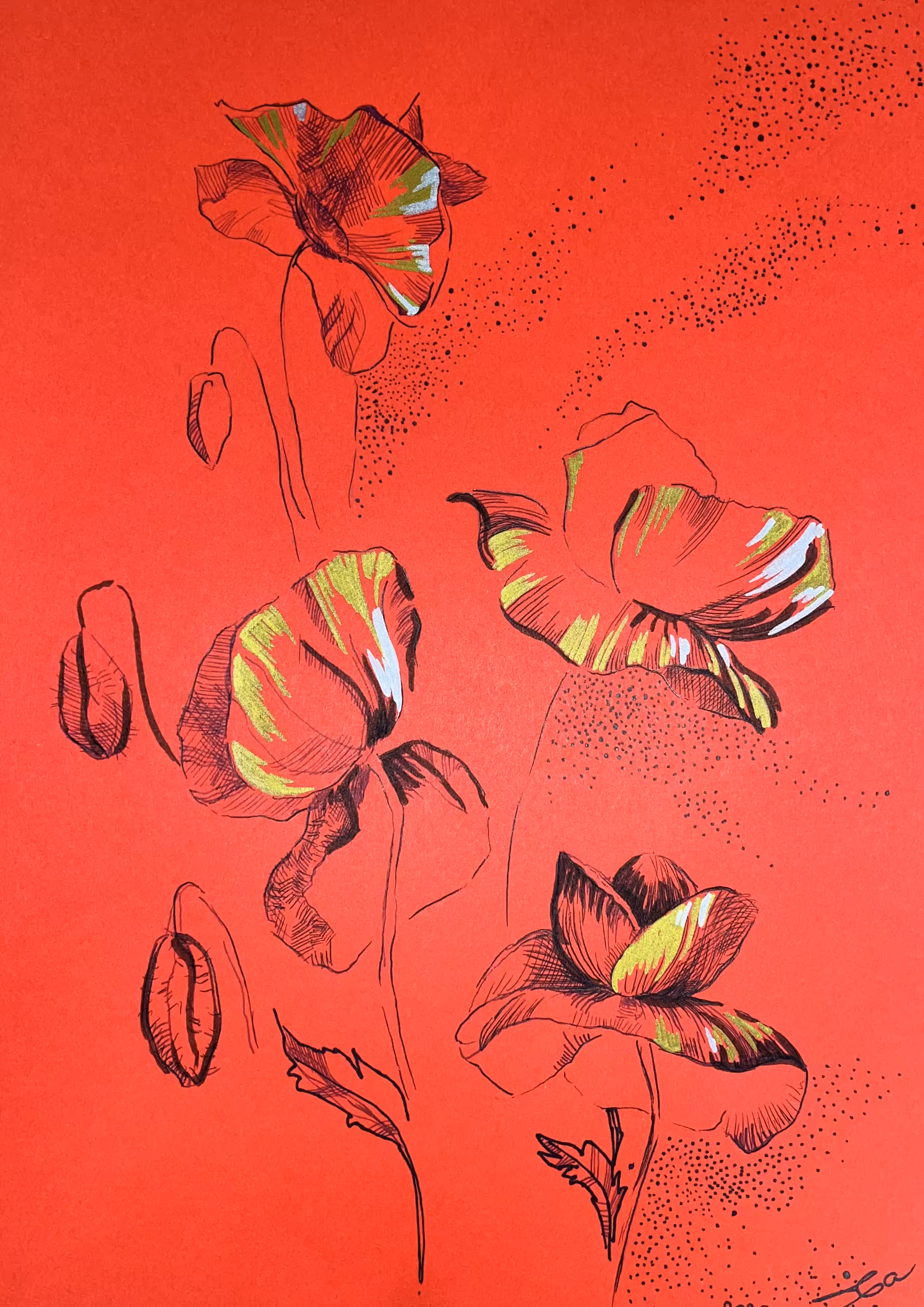 Collection 01: golden poppies