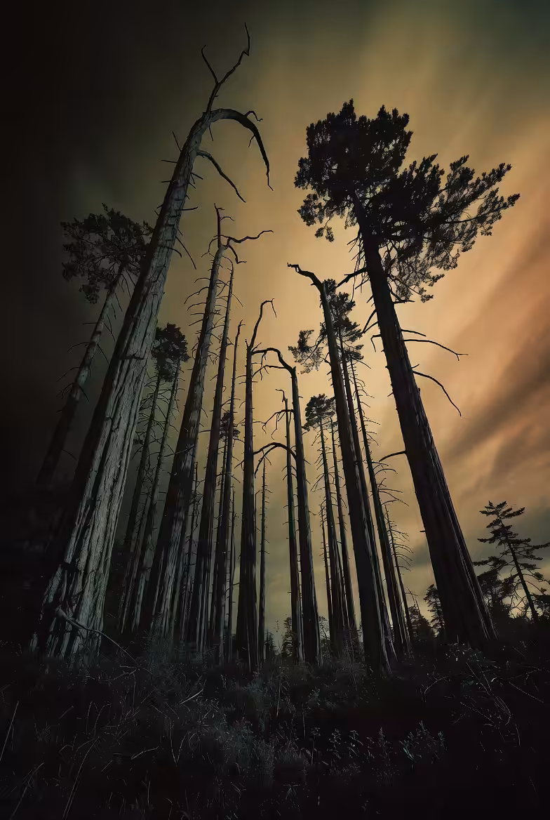 Pines