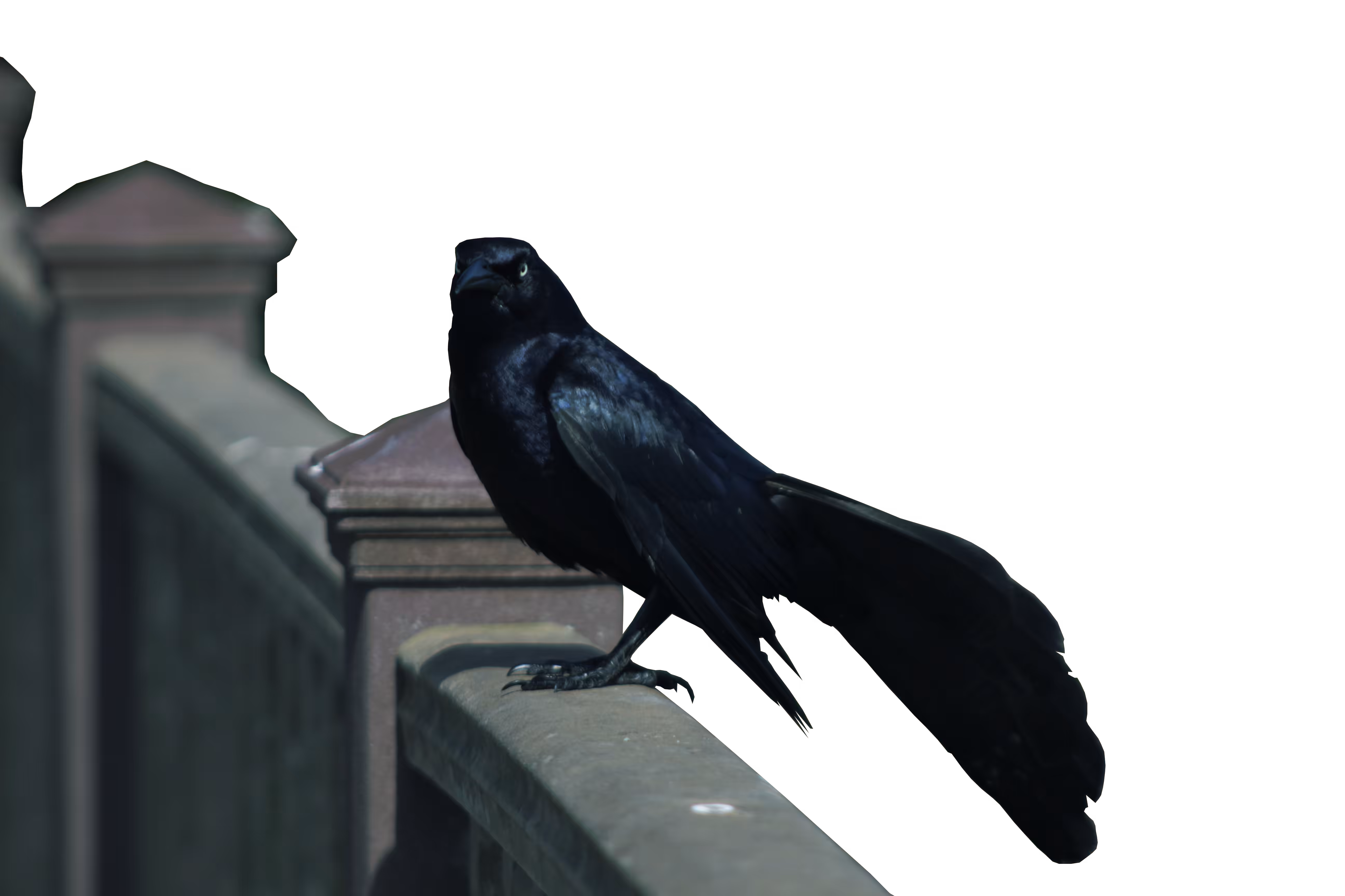The Grackle