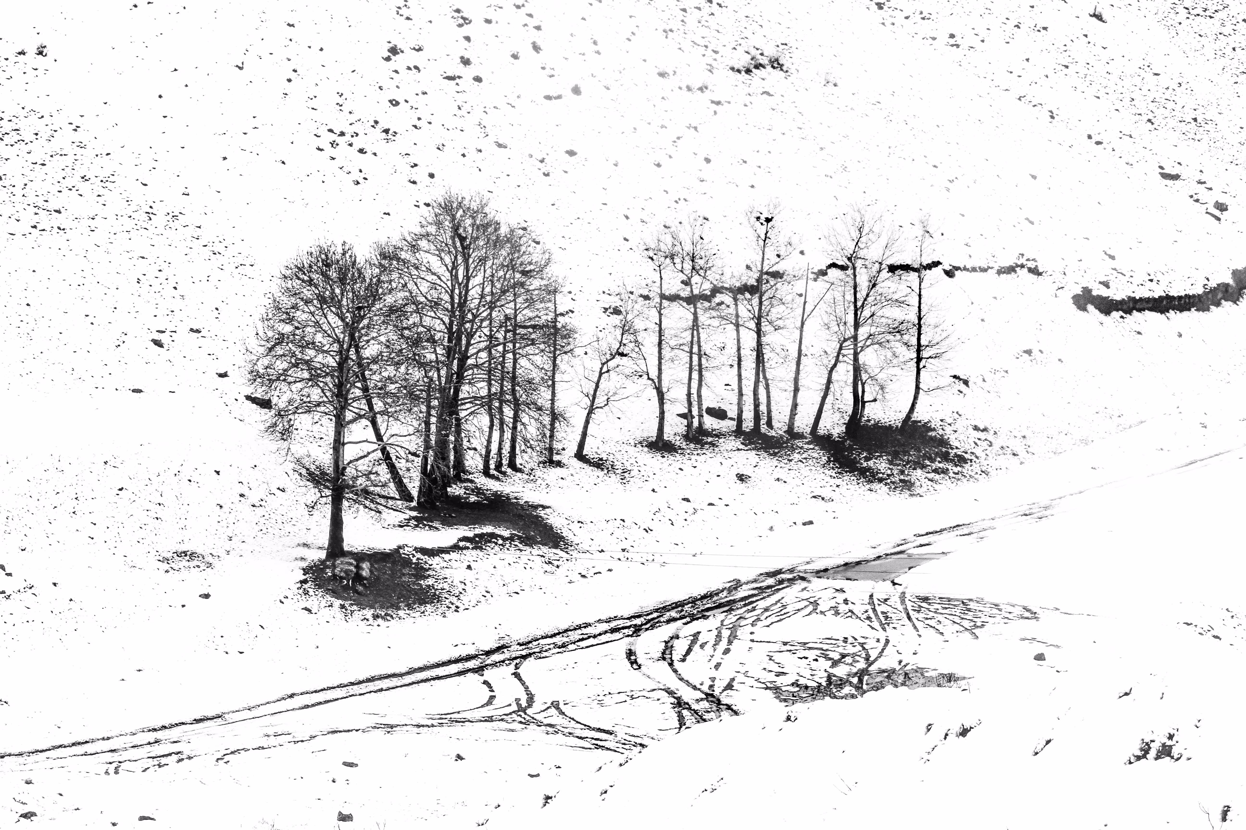 A Duet of Whispering Trees