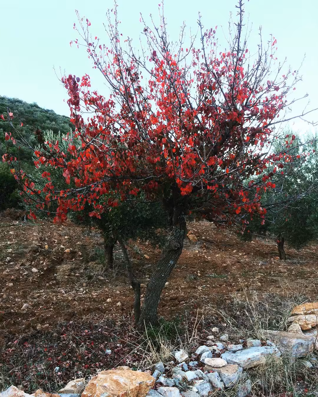 The Tree in the Red Dress