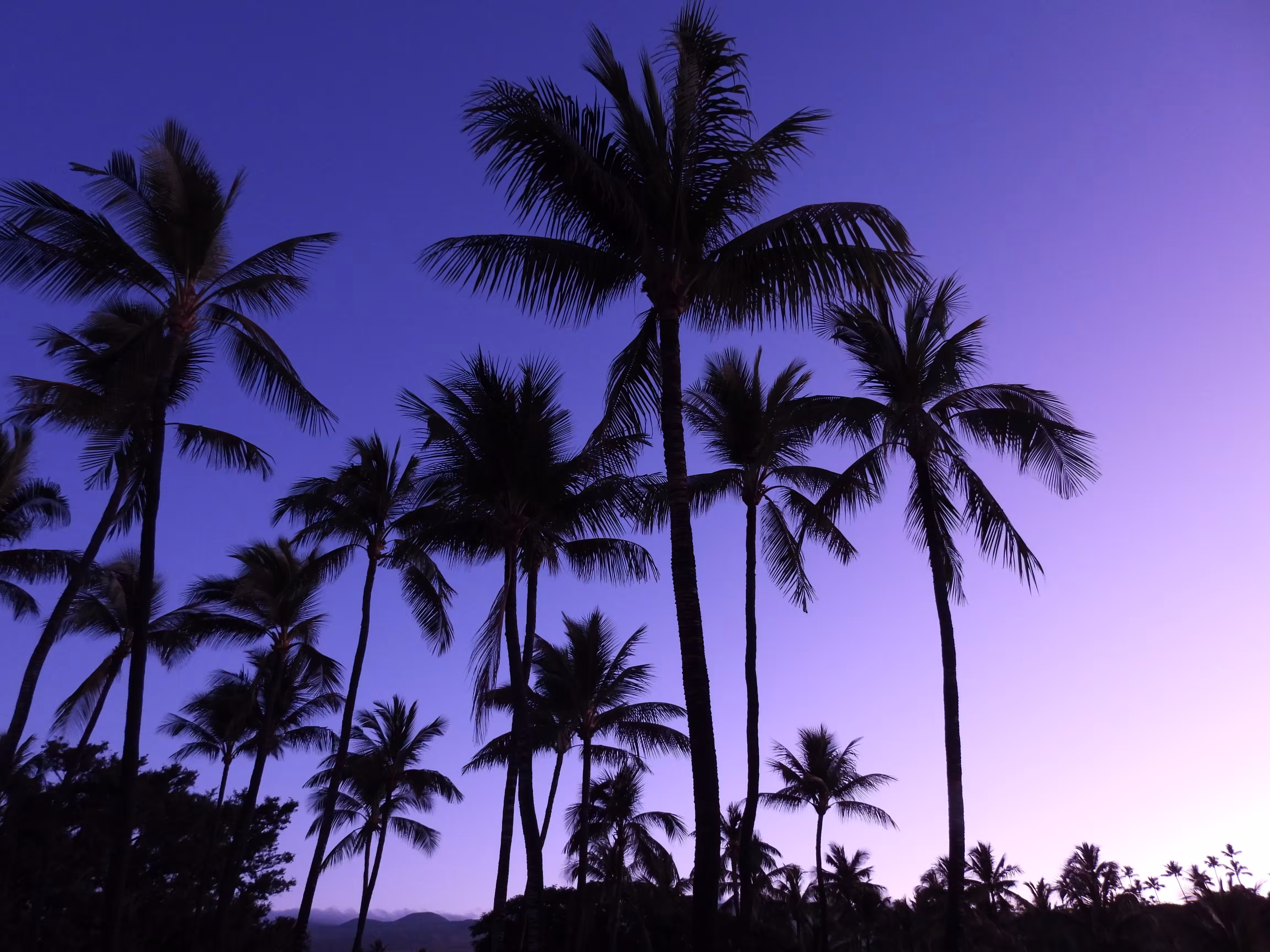 Tropical Dawn