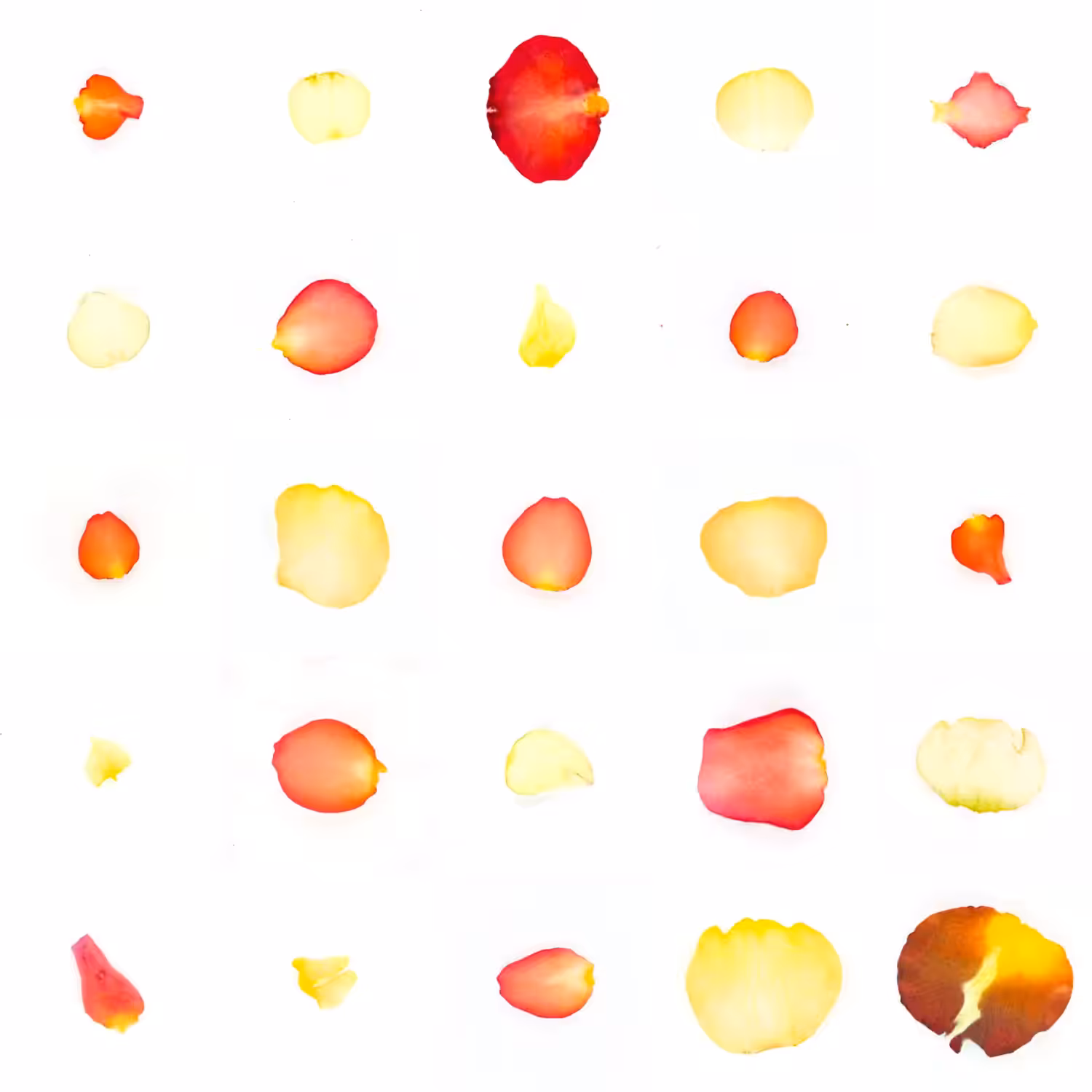 Infinite Petals 5x5#2315