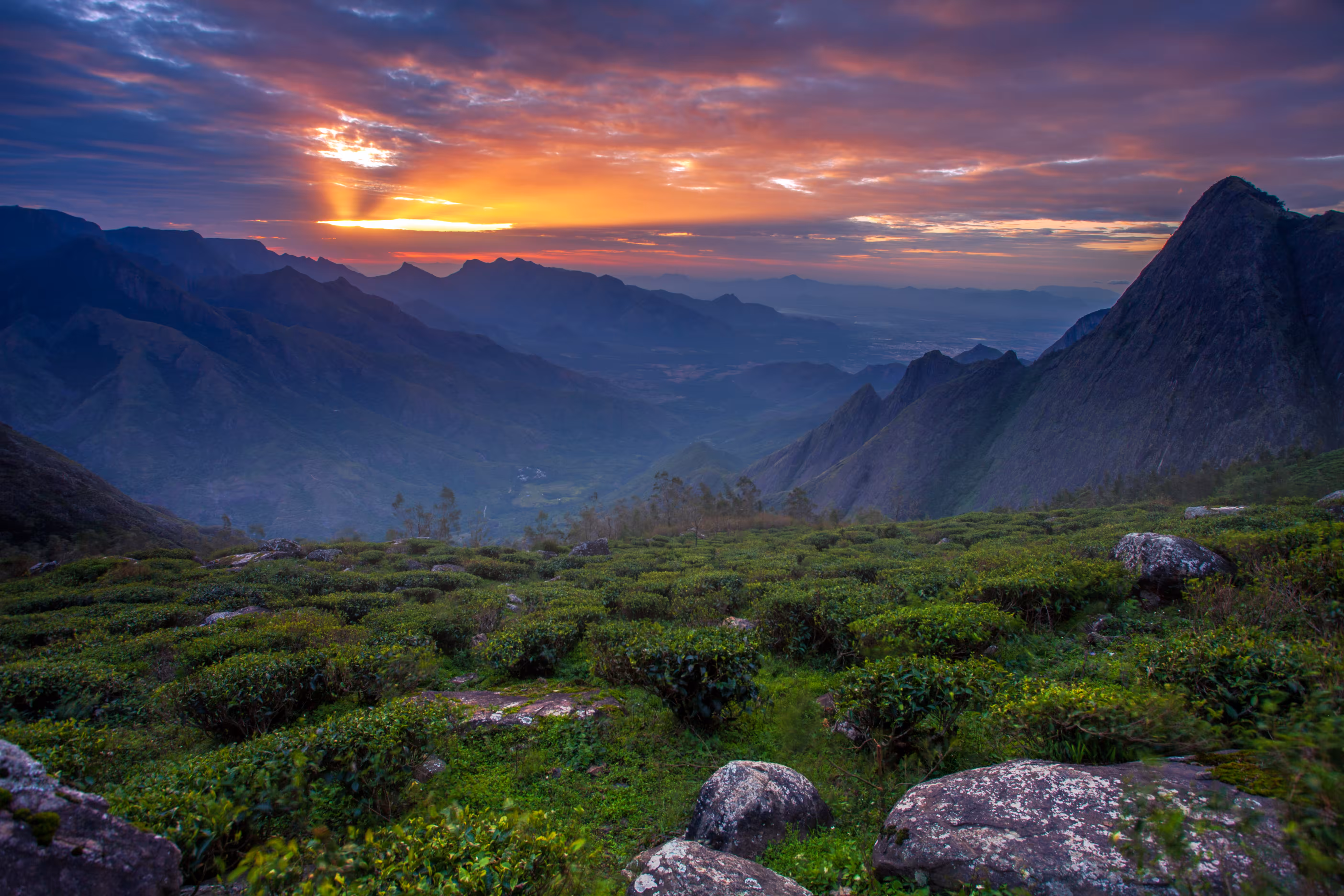 Hues of Kolukkumalai : HOK-009