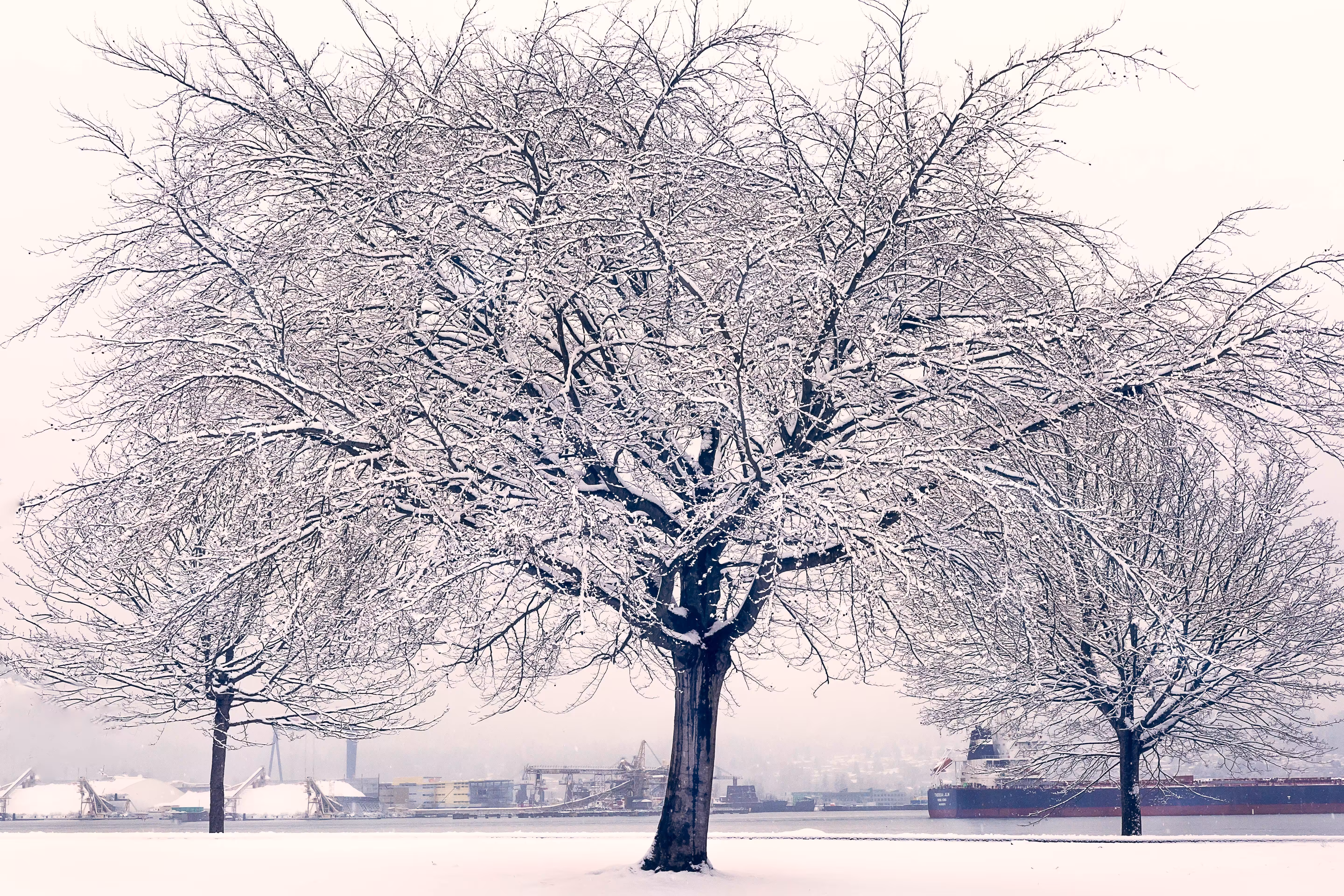 Pale tree