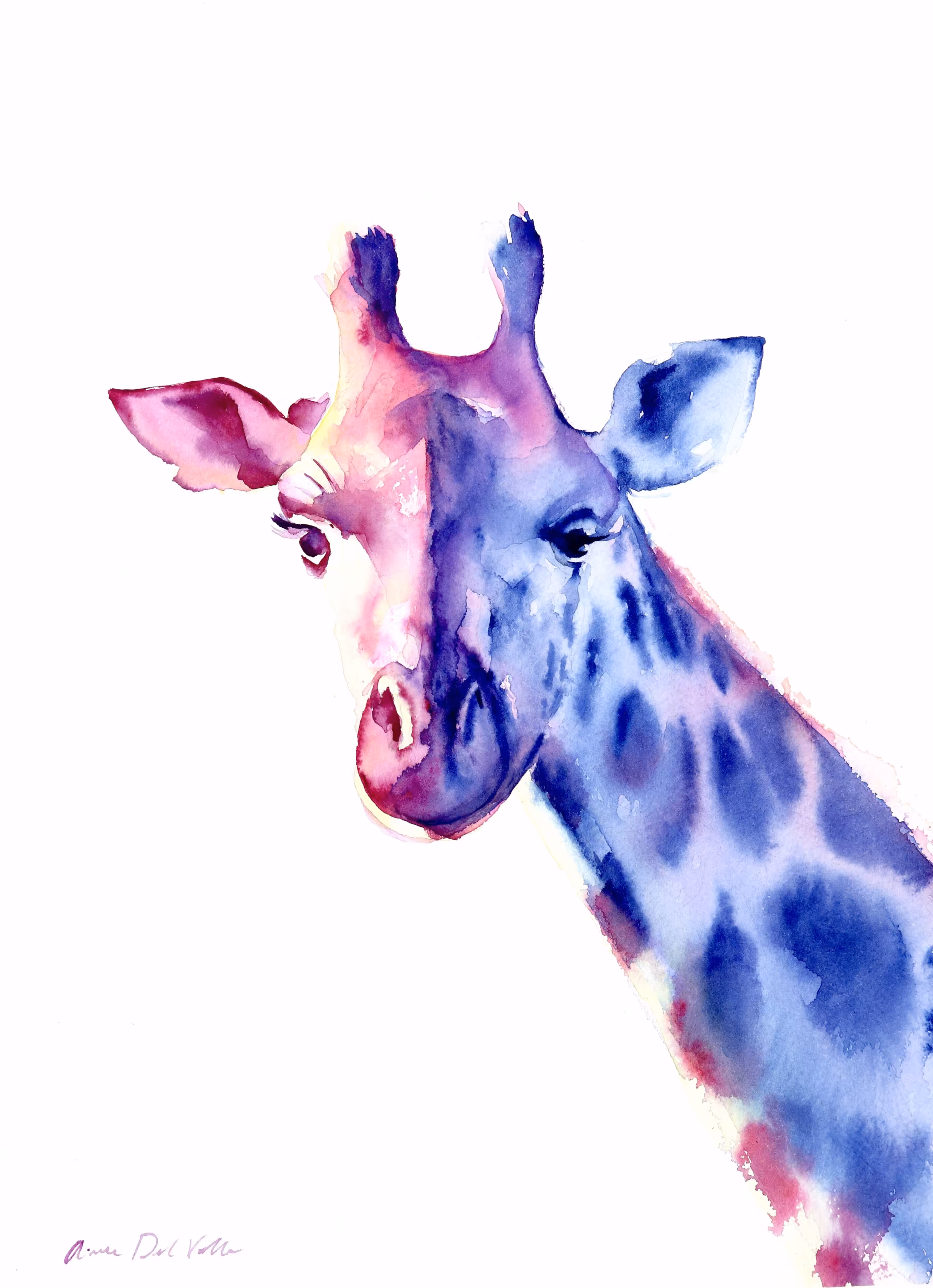 Masai Giraffe