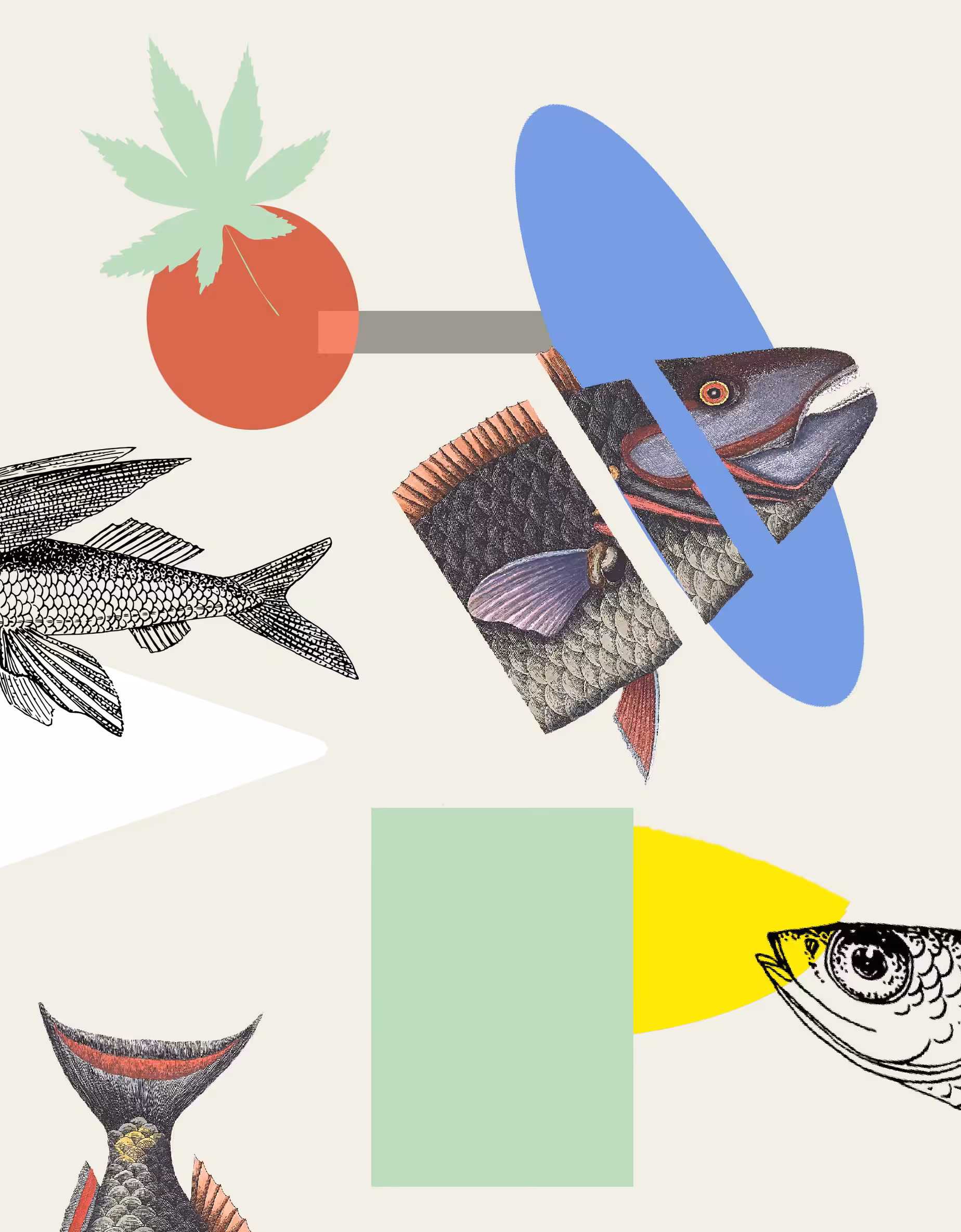 Fish Abstract 