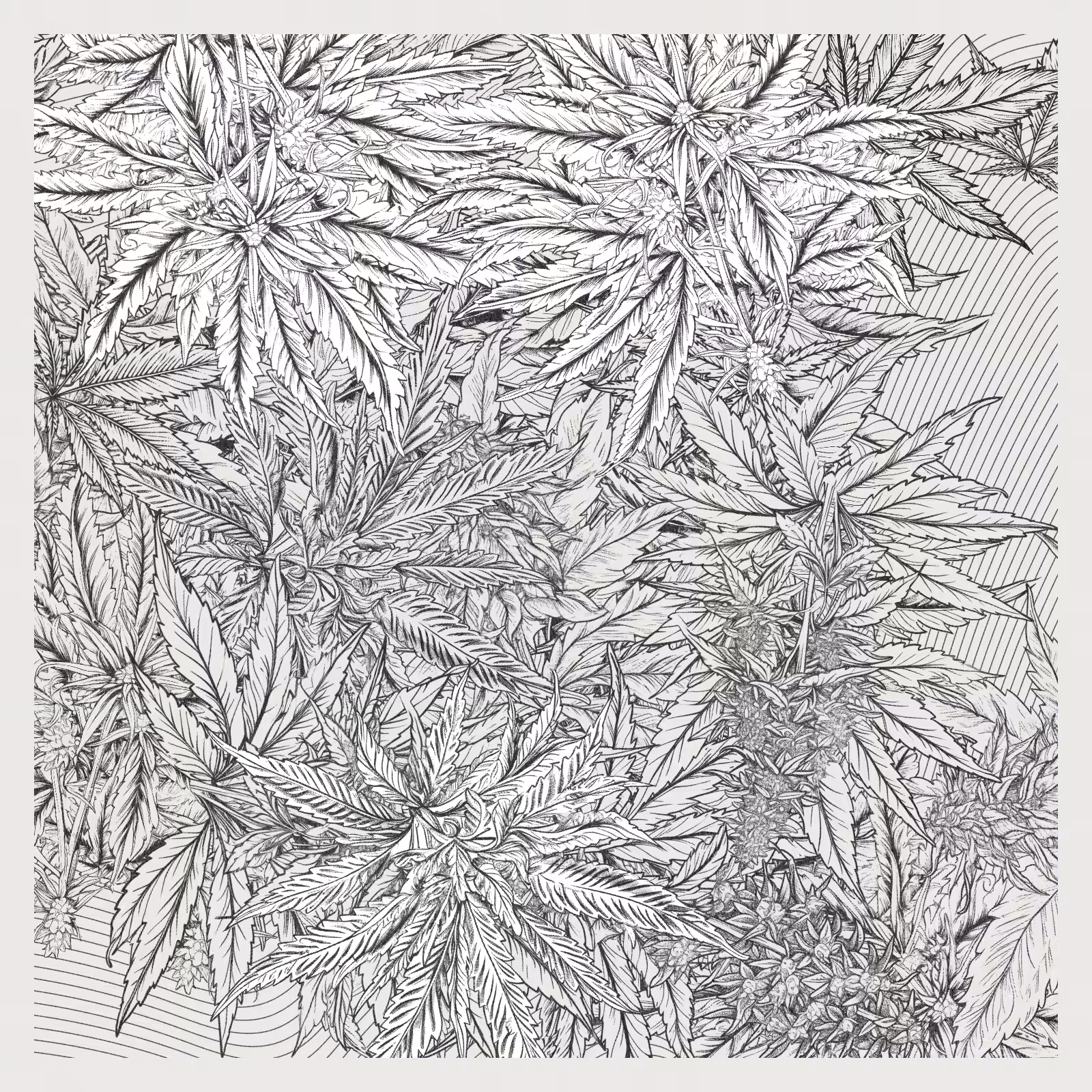 zancannabis #98