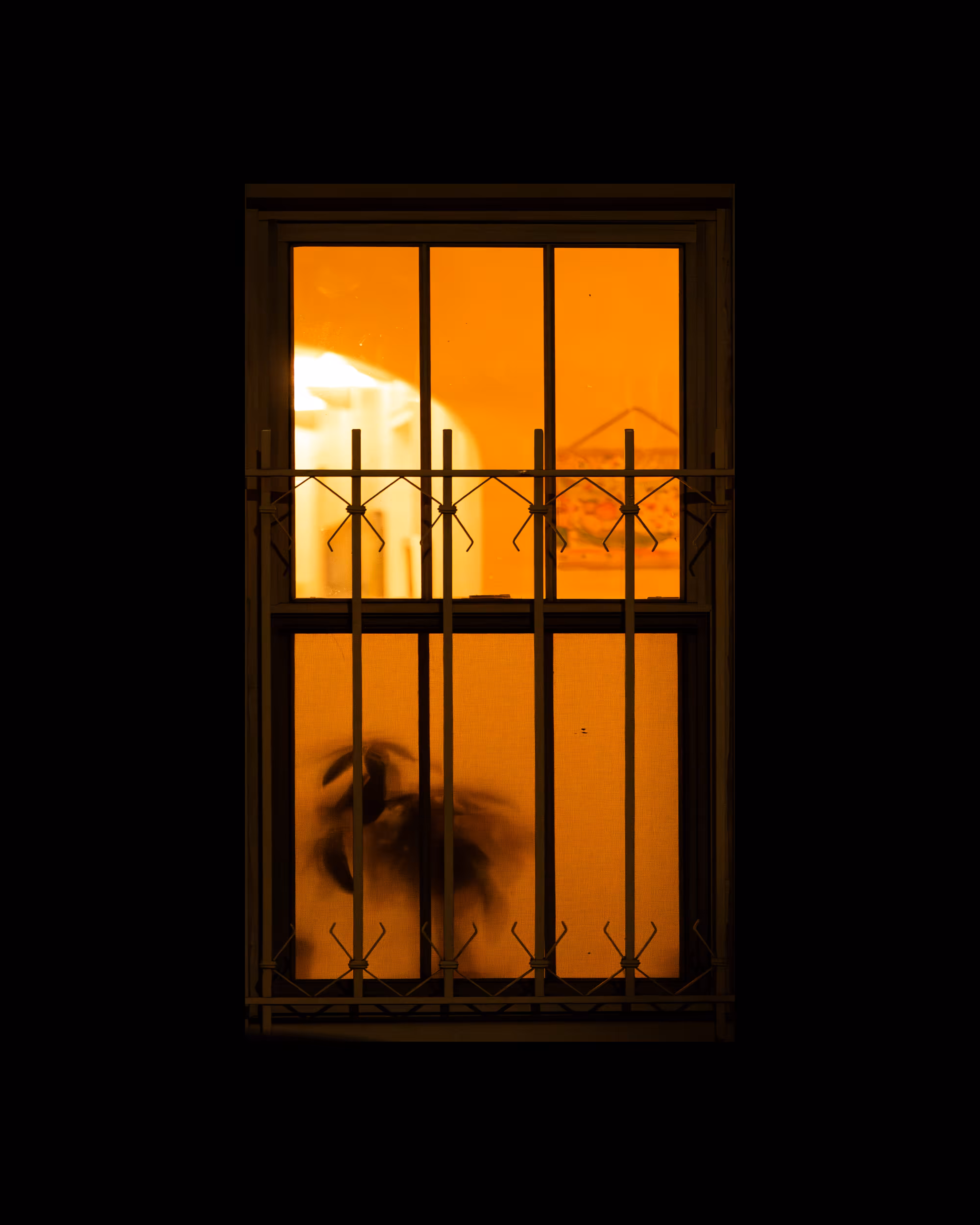 WINDOWS // NYC: WINDOW 655