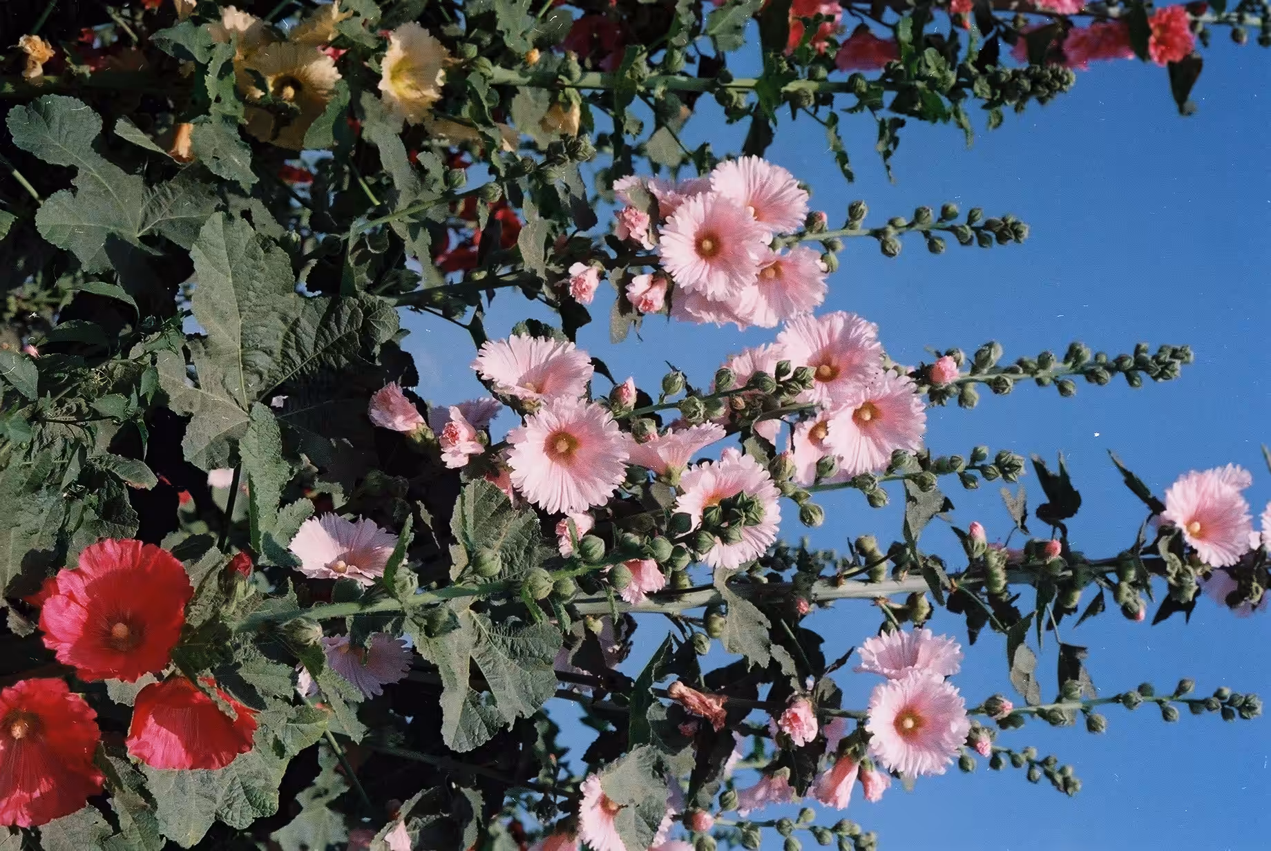 Hollyhocks_Pink