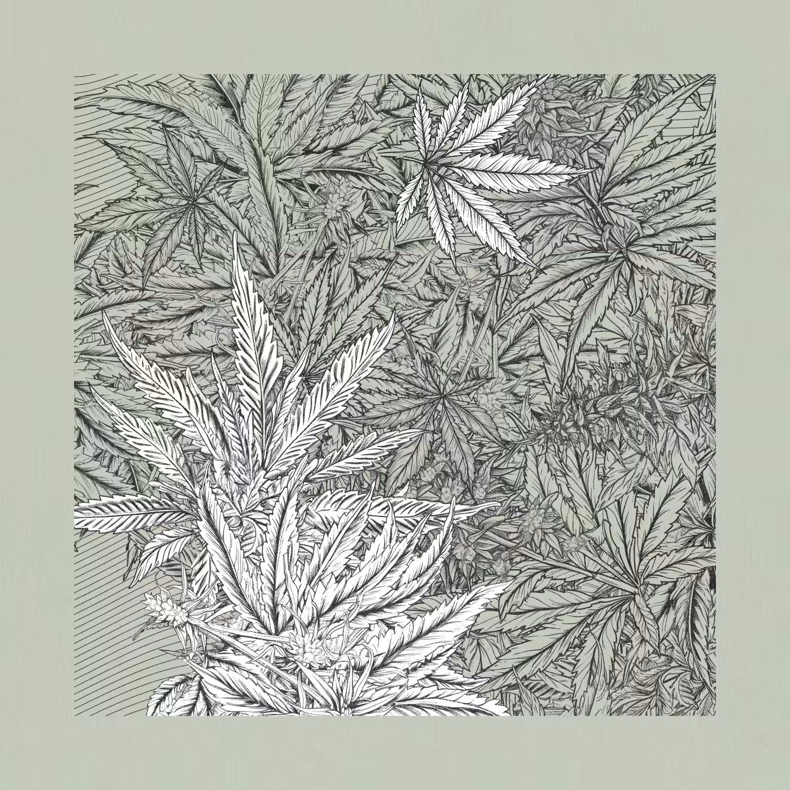 zancannabis #289
