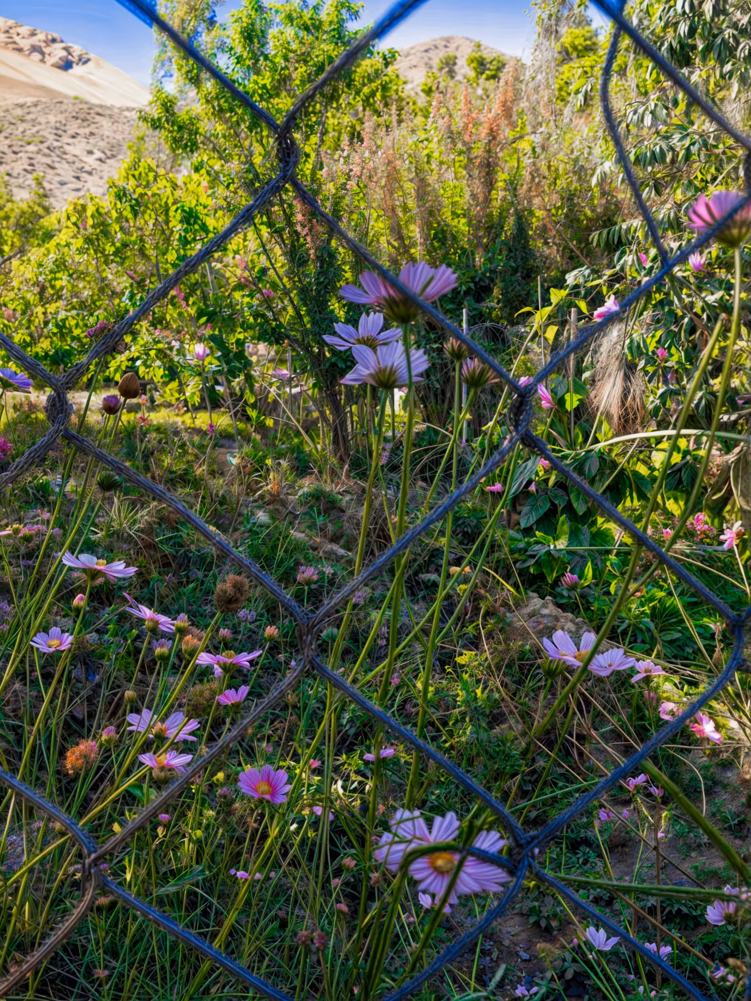 Devided Softness 