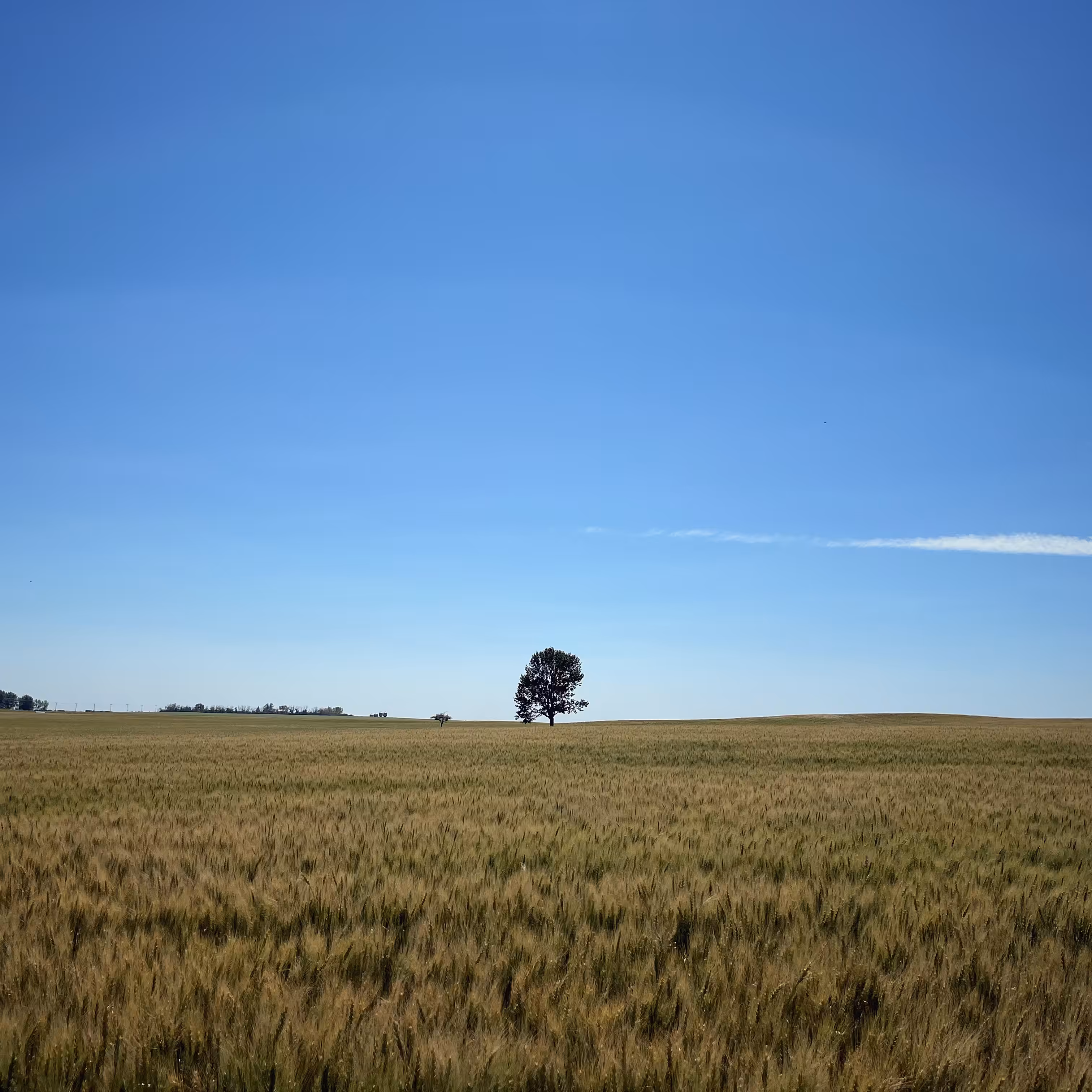 Lonely Field Tree 52