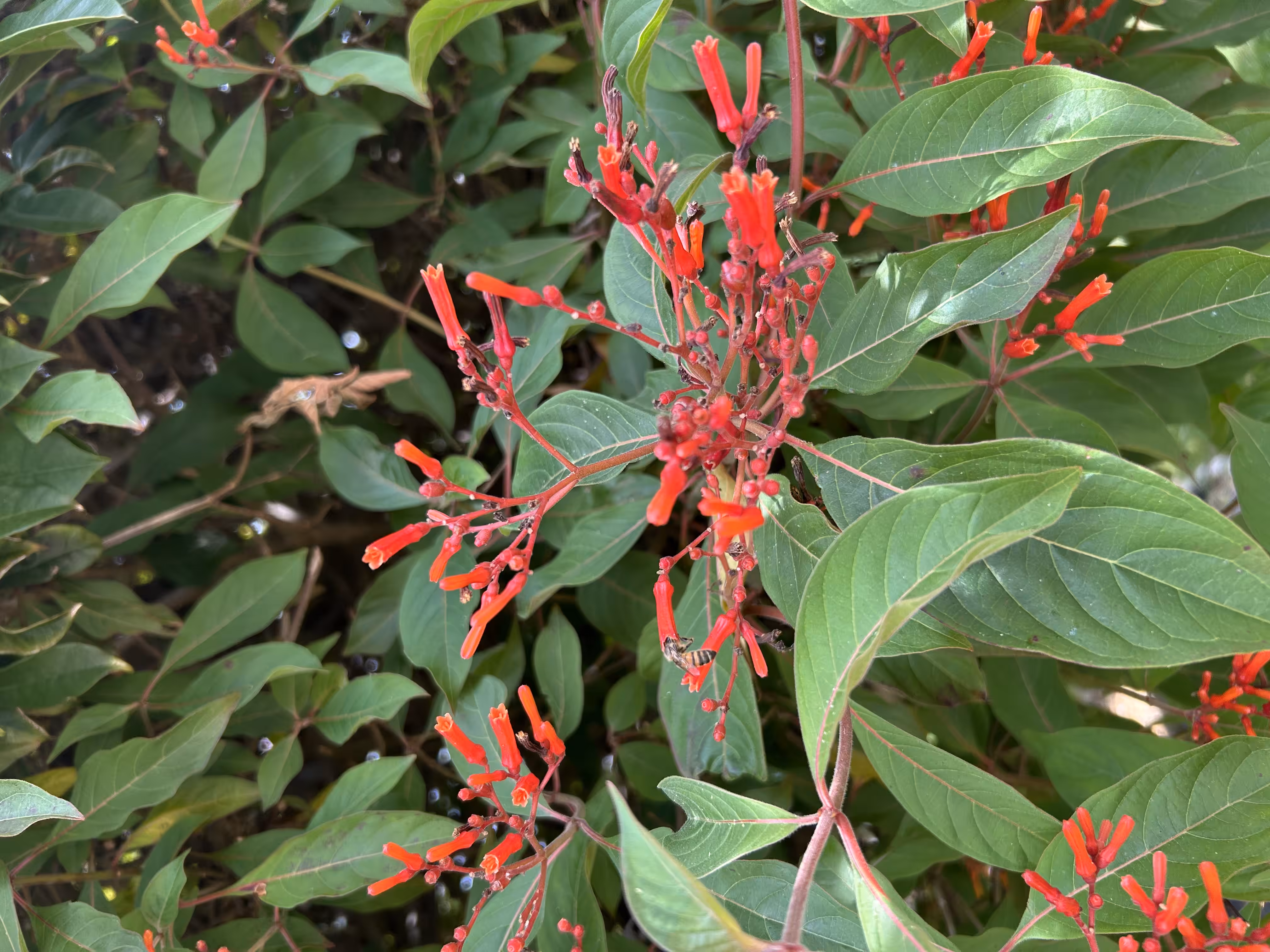 Hidden Pollinator