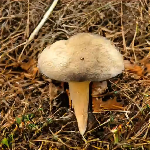 hallucinogen