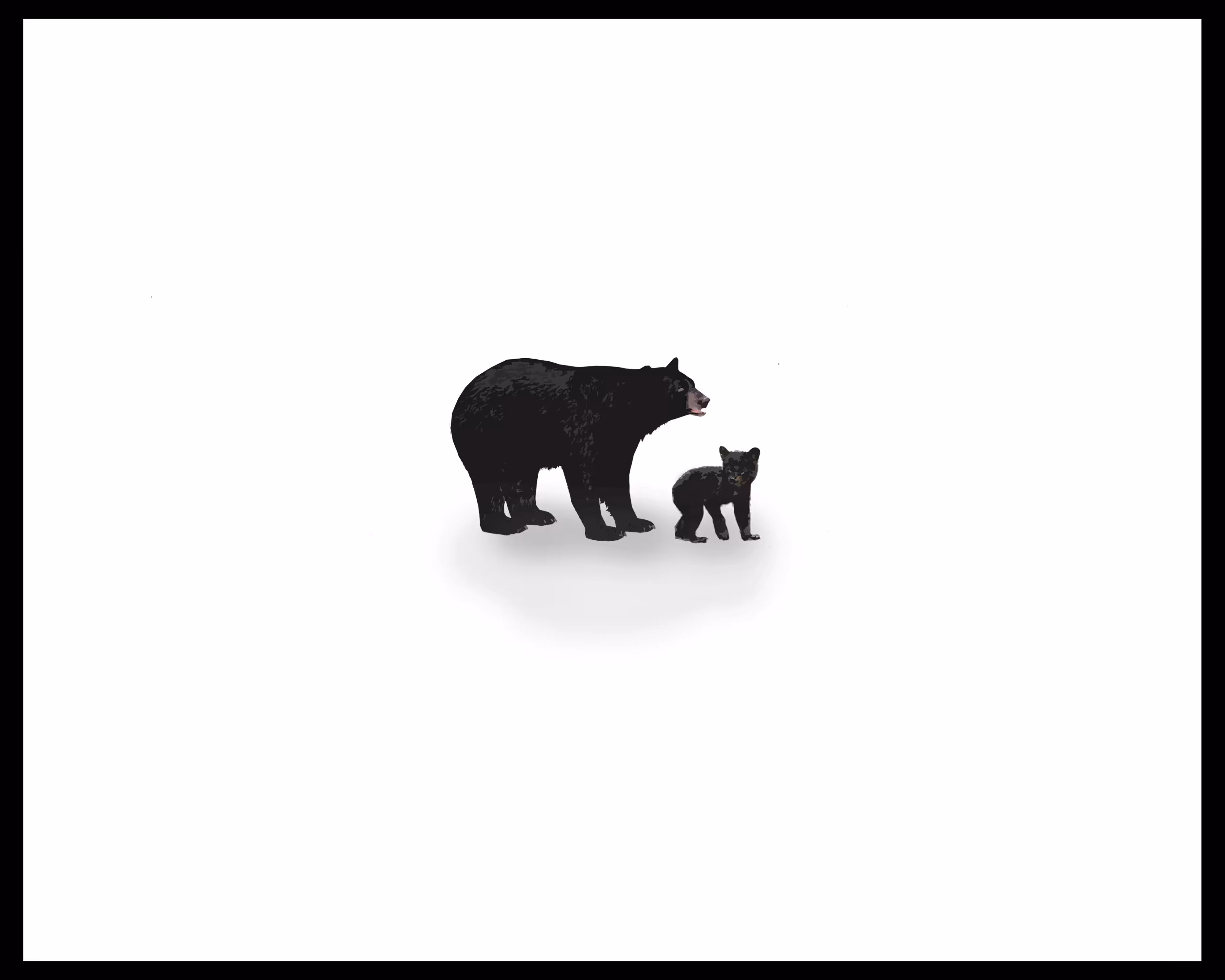 Black Bears