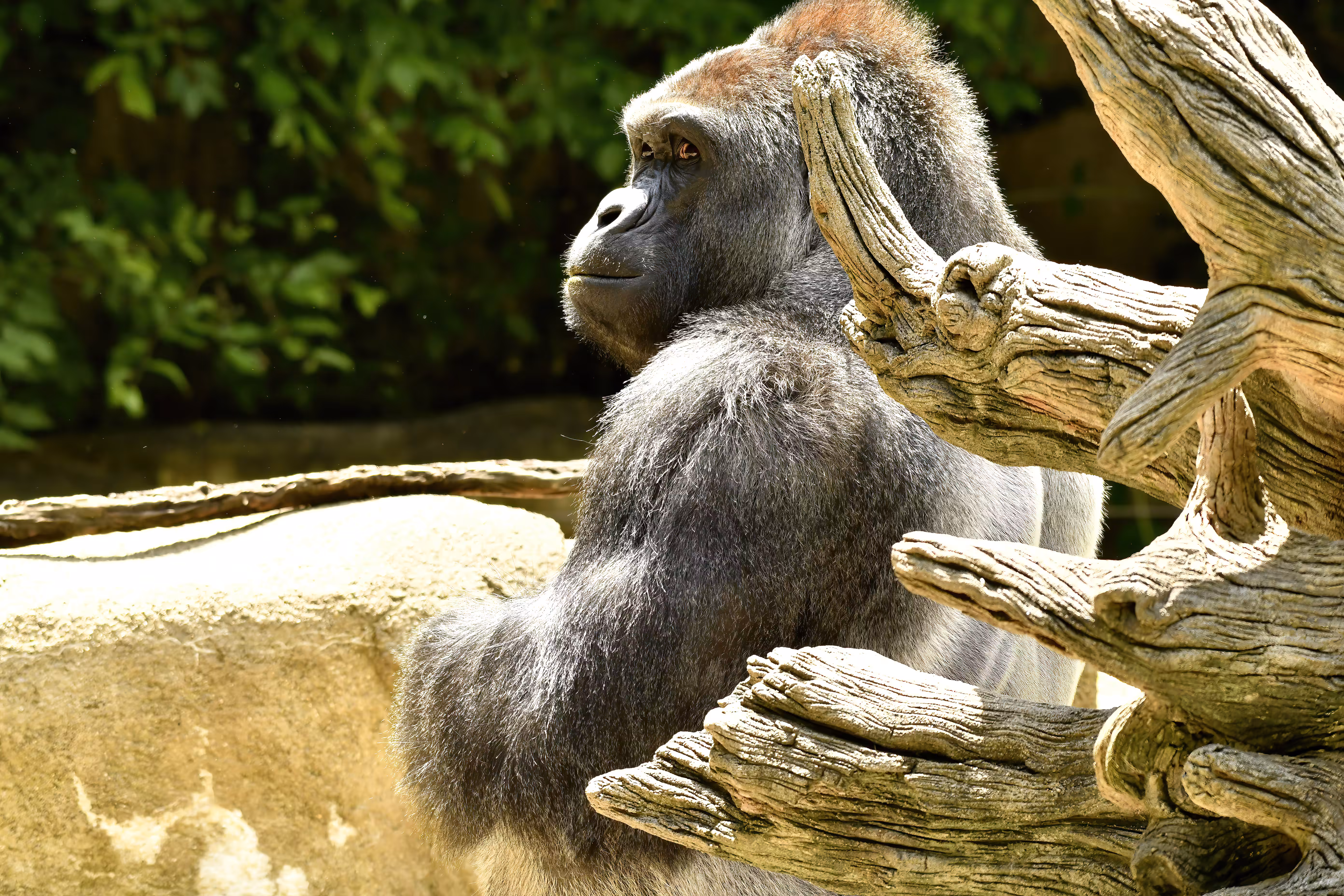 LEGENDS: HARAMBE: LEGENDS #556