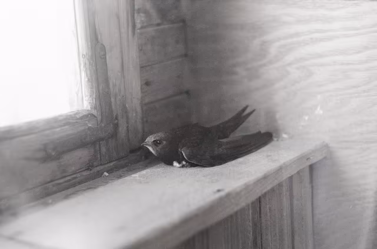 Swallow