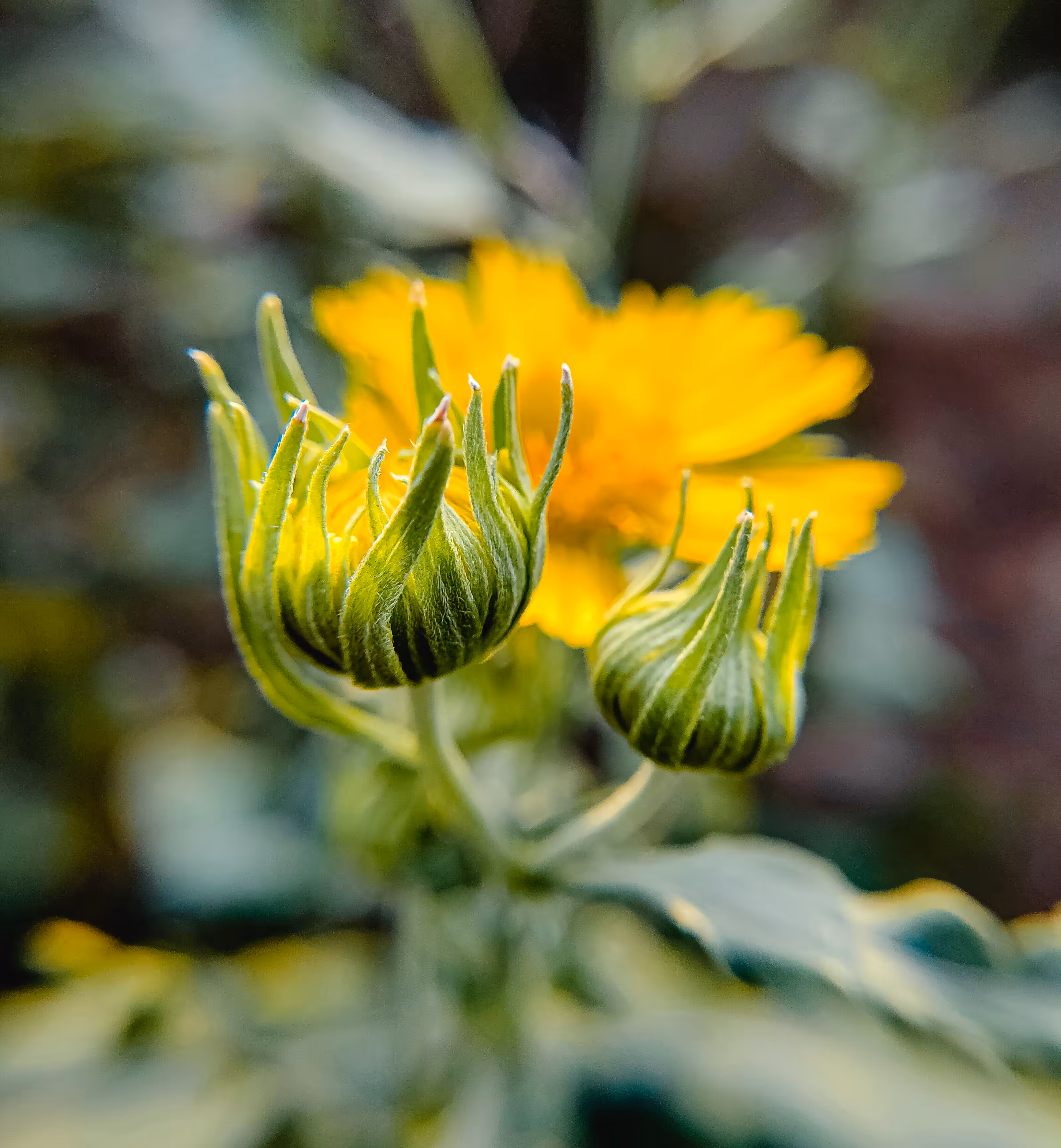 Flower #2