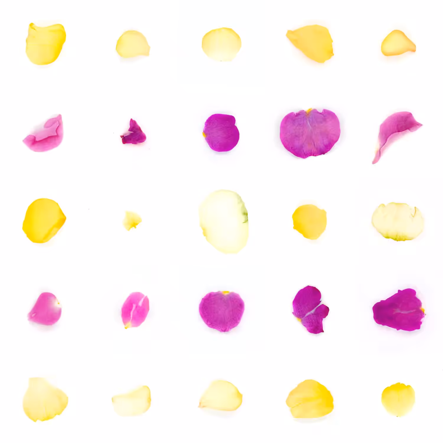 Infinite Petals 5x5#20392