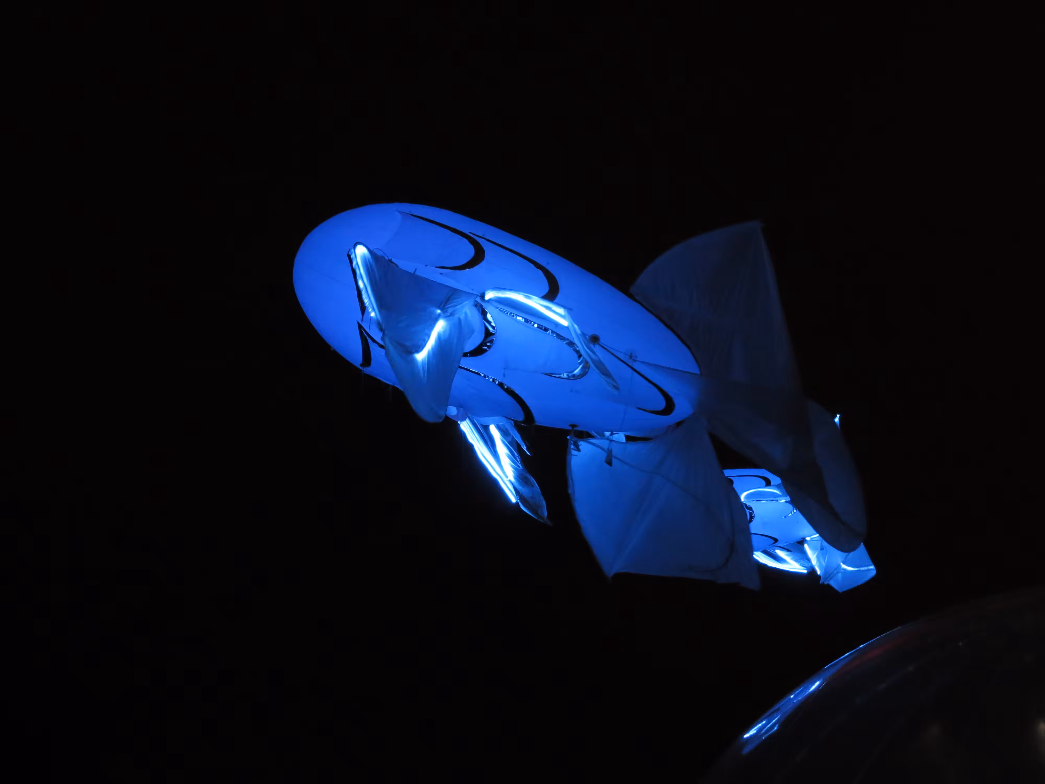 Flying fish #2