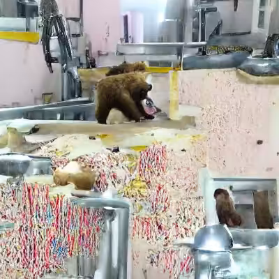 Bear vs. Ice Cream Factory