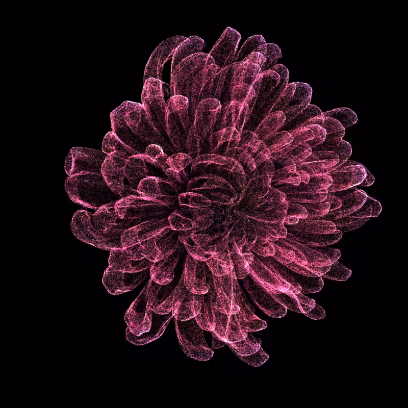 Chrysanthemum Morifolium 30 #28
