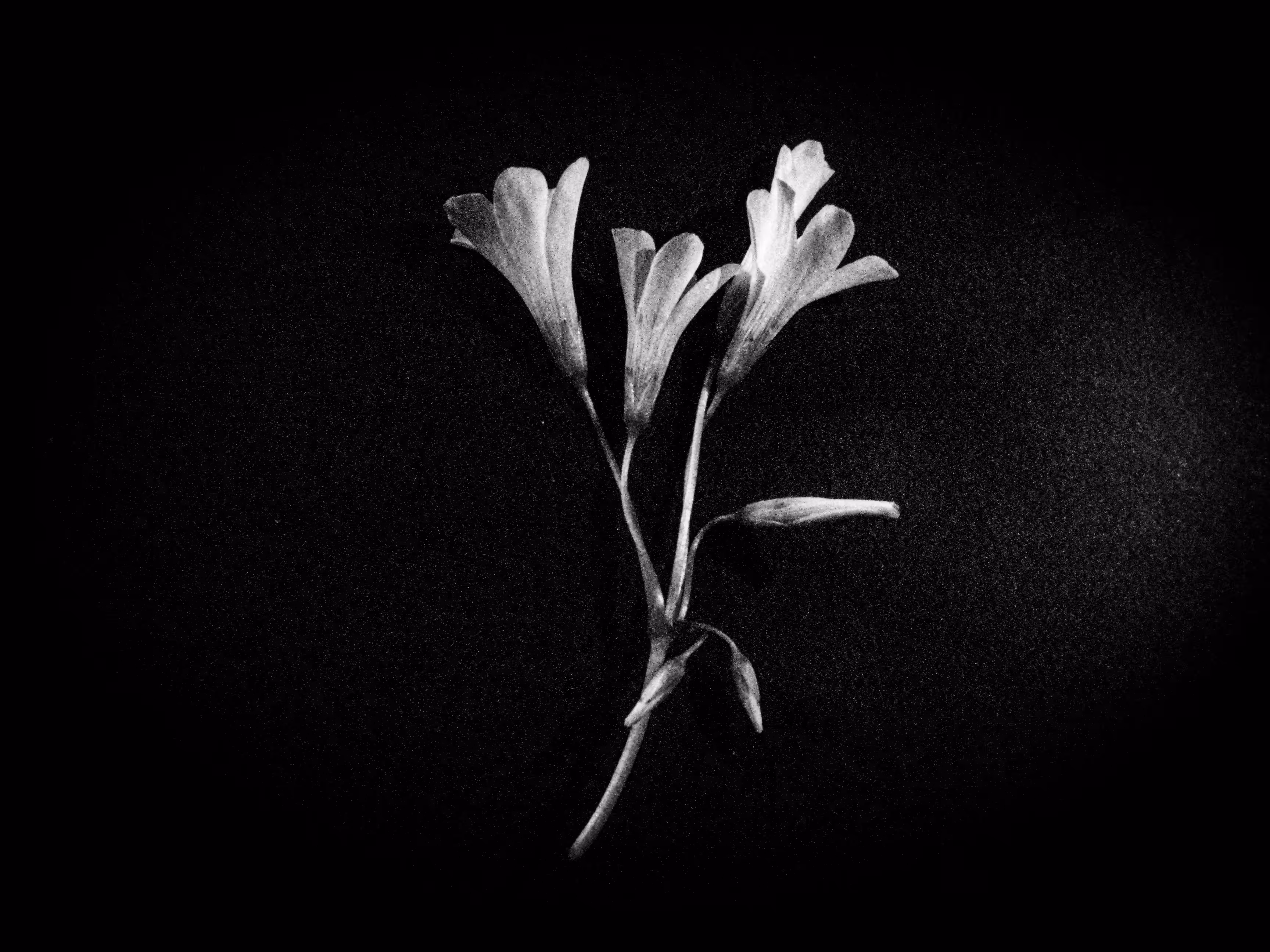Achromic