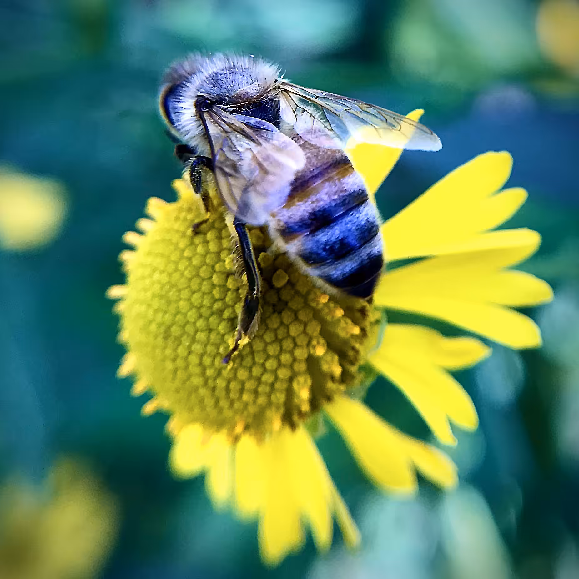 Beezeweed 2