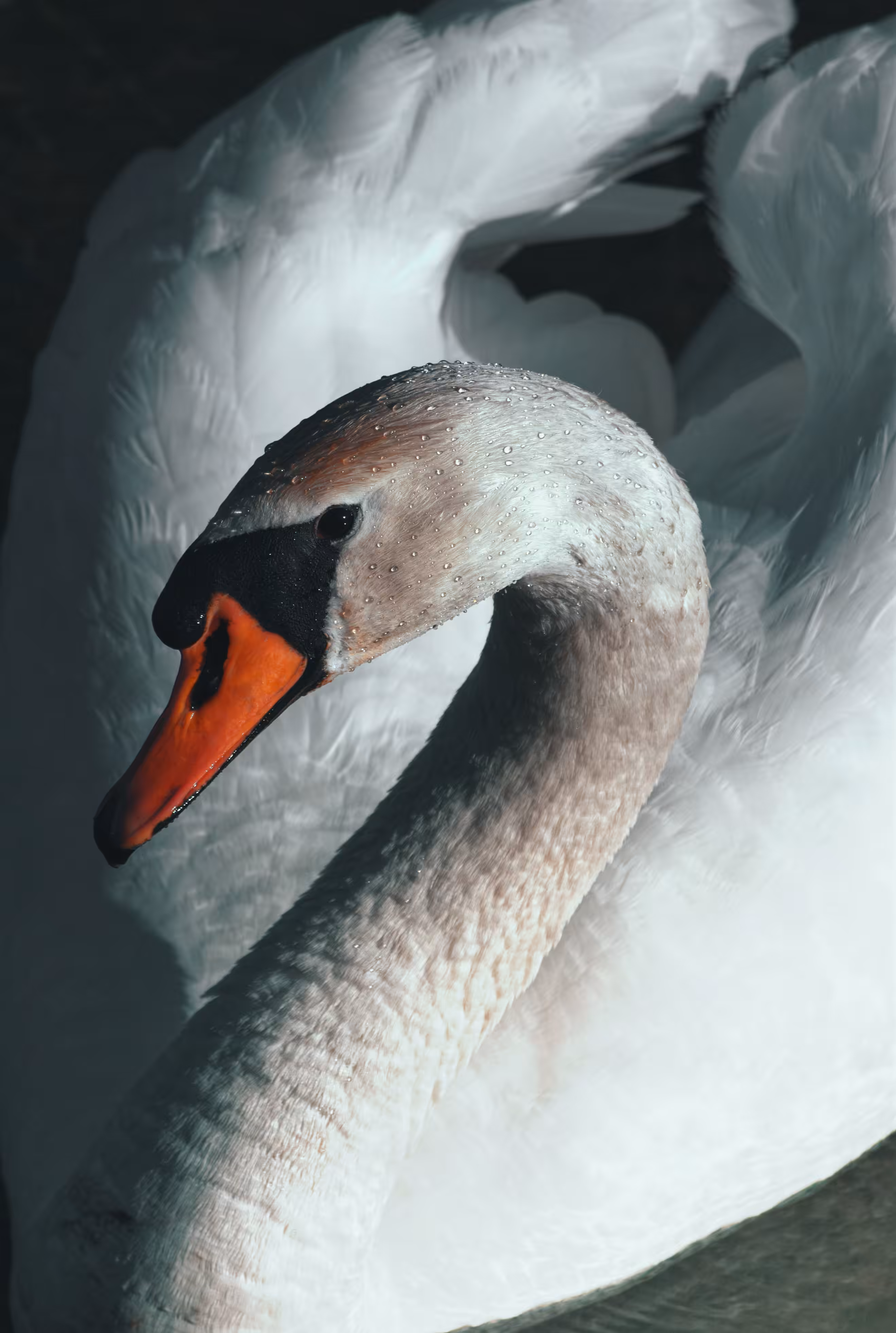 Swan 
