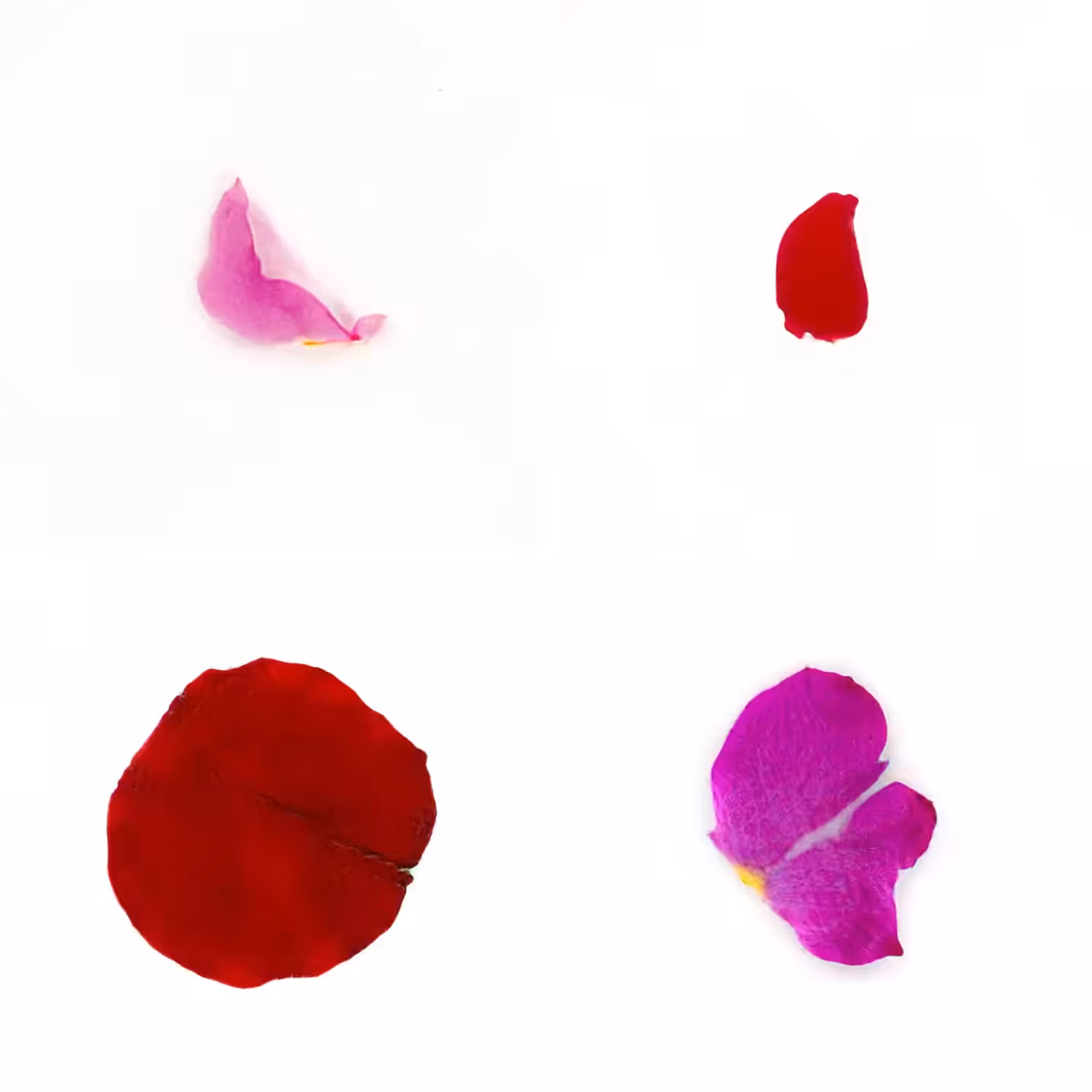 Infinite Petals 2x2#20059