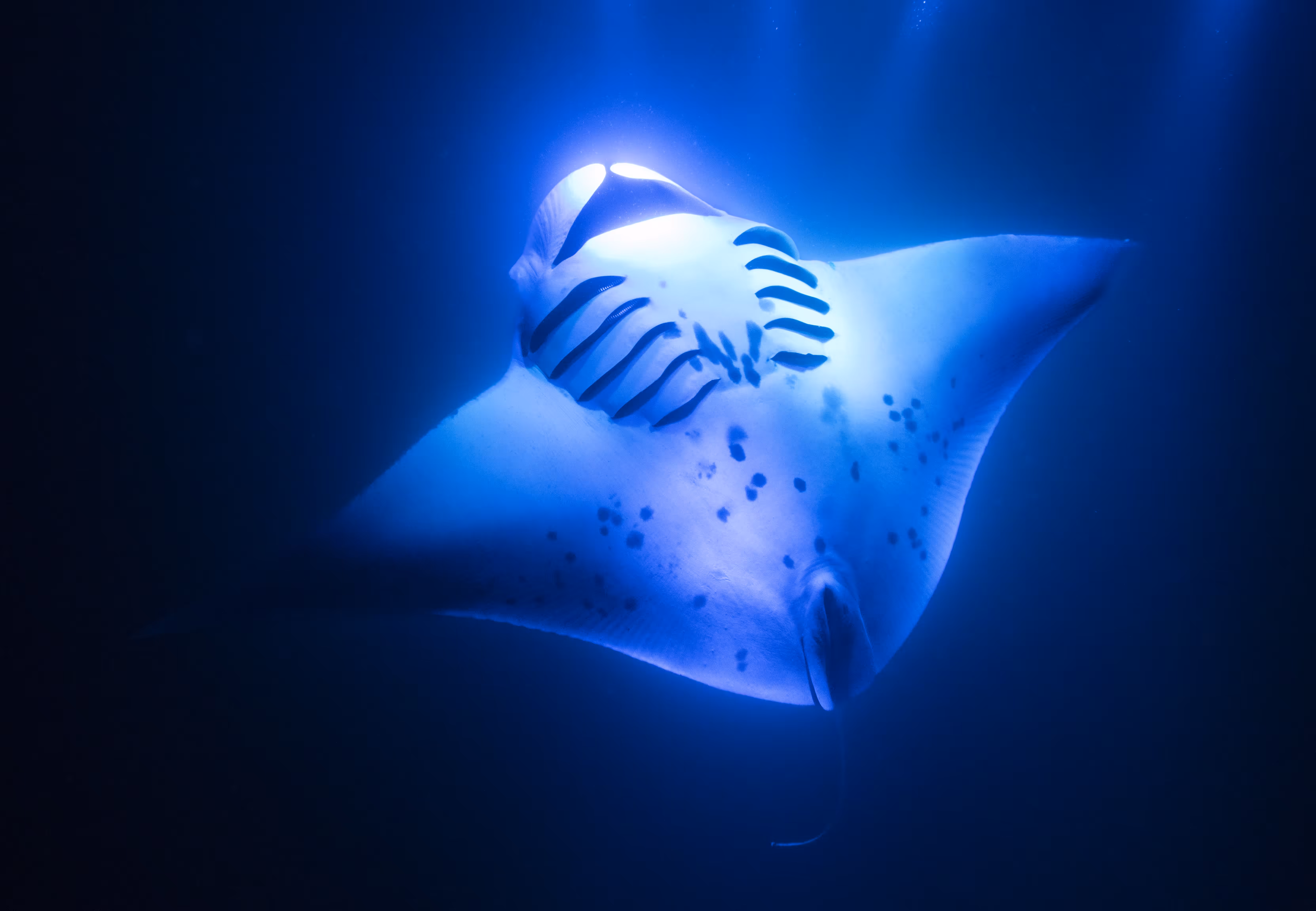 Manta Messiah