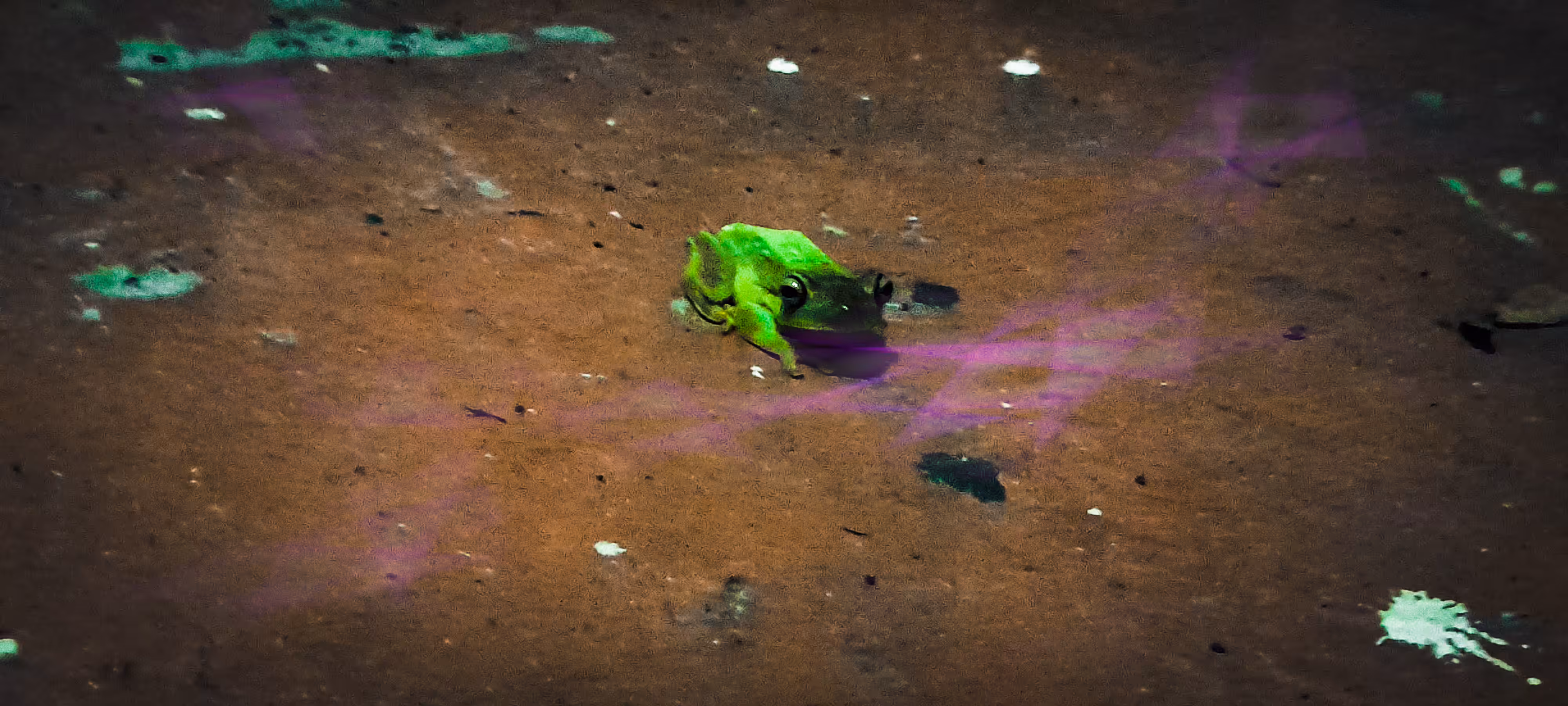 RANDOM ENCOUNTERS 🐸 HIC ET NUNC 