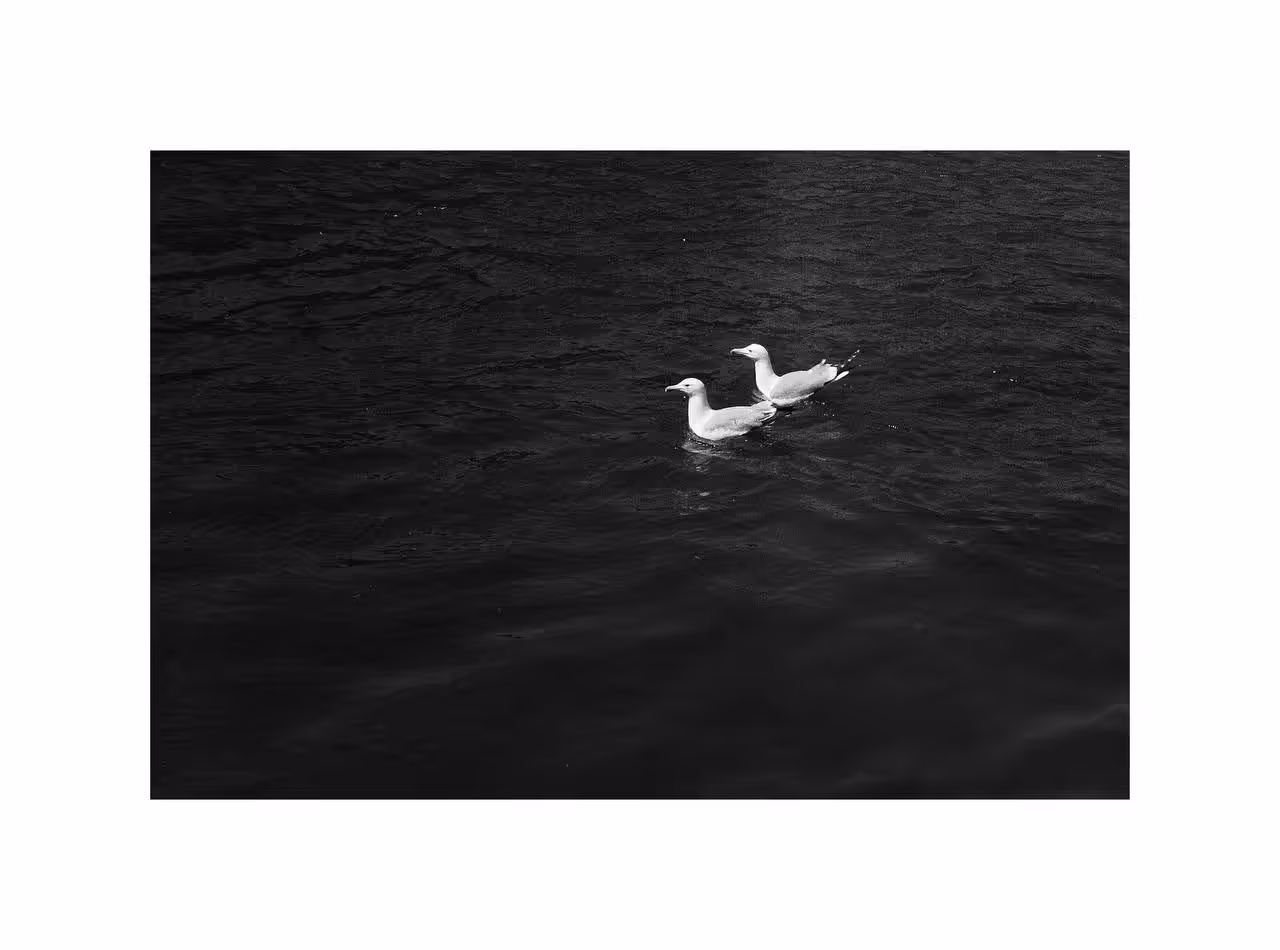 Ocean Pair