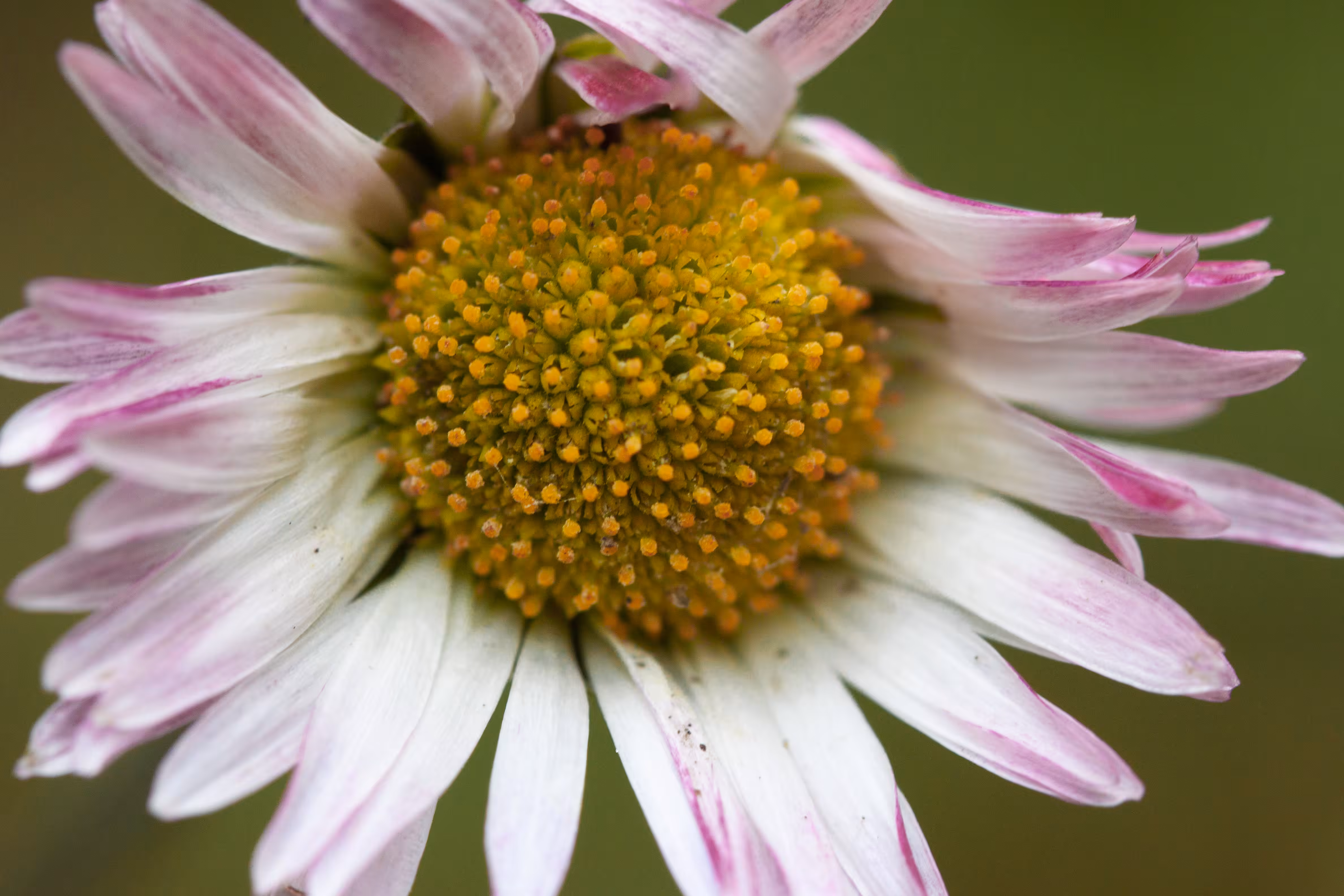 Bellis perennis