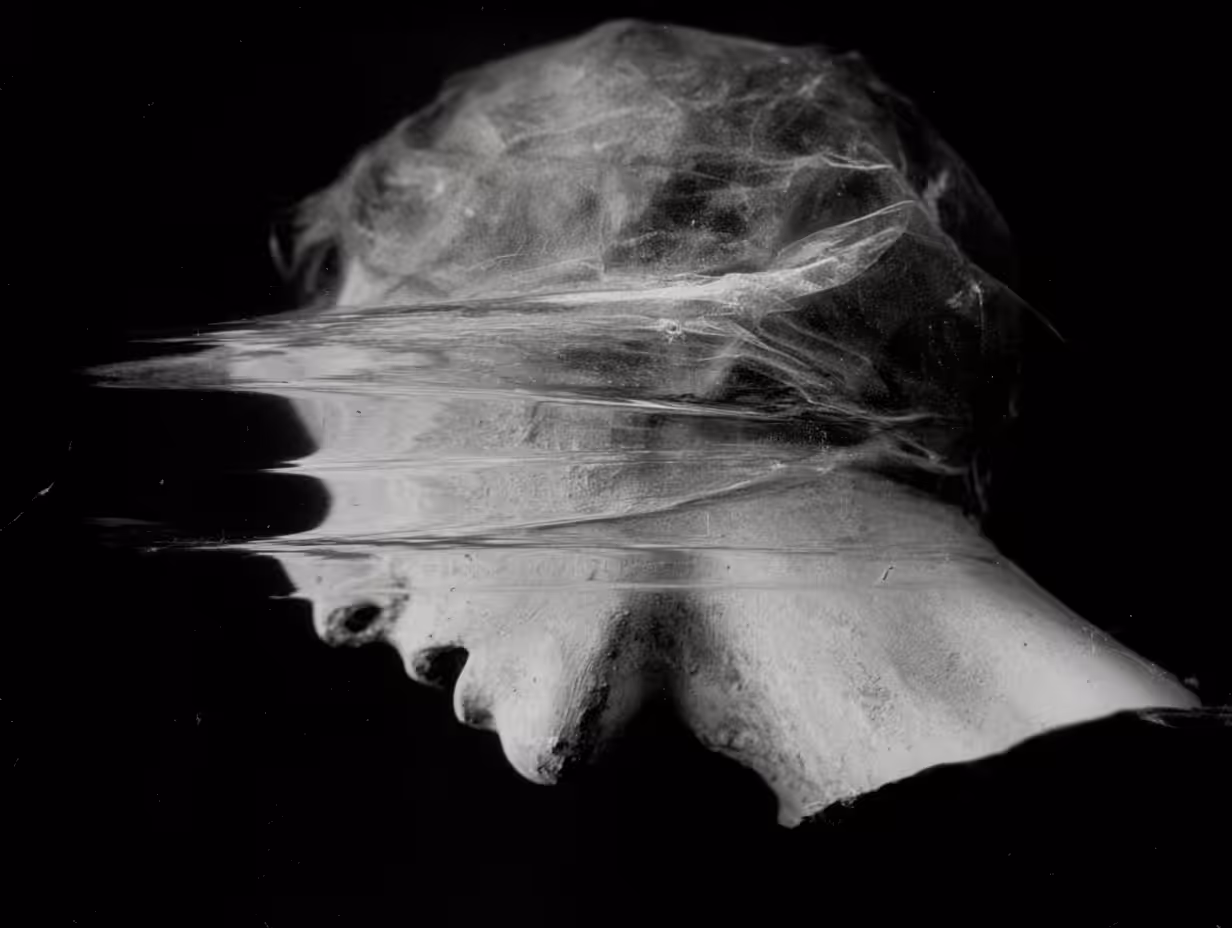 e n t r o p y: †InFrAct-U𝔵iΩ🜂