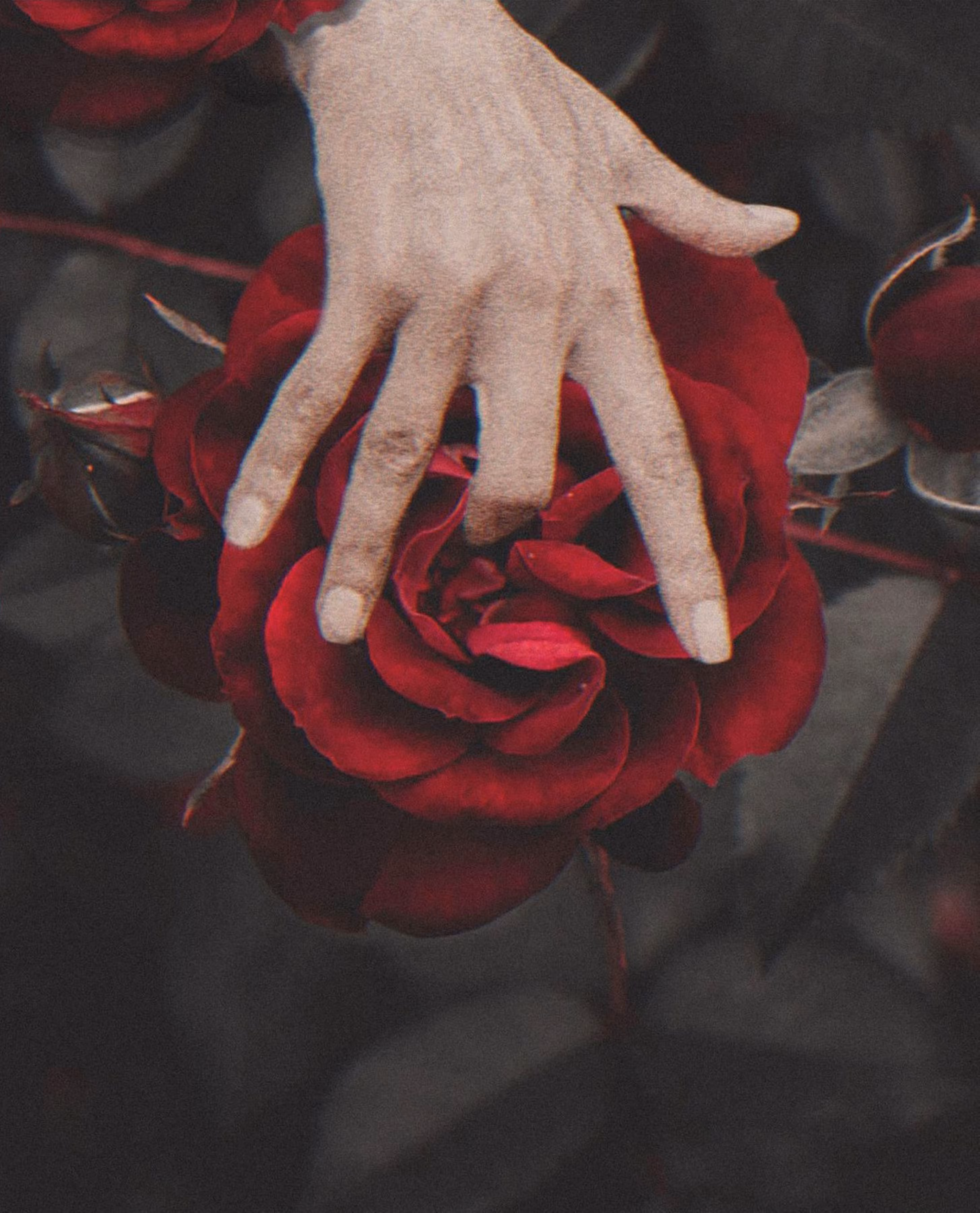 Roses
