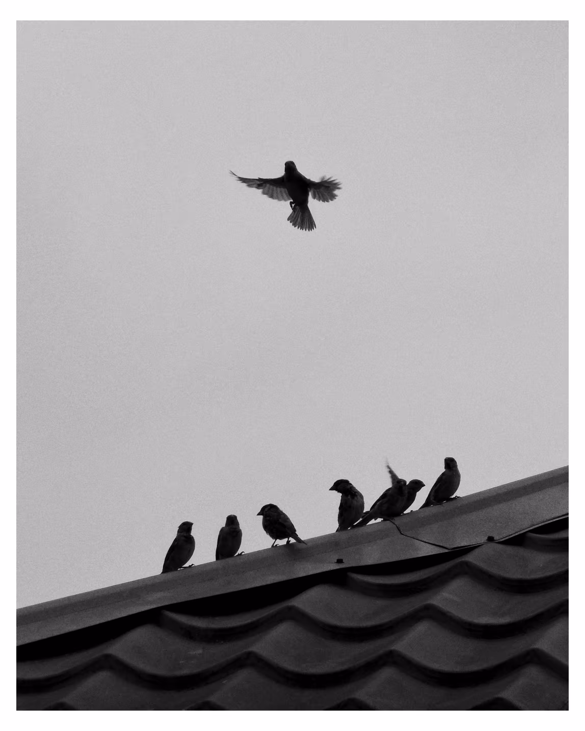 The Sparrow Effect