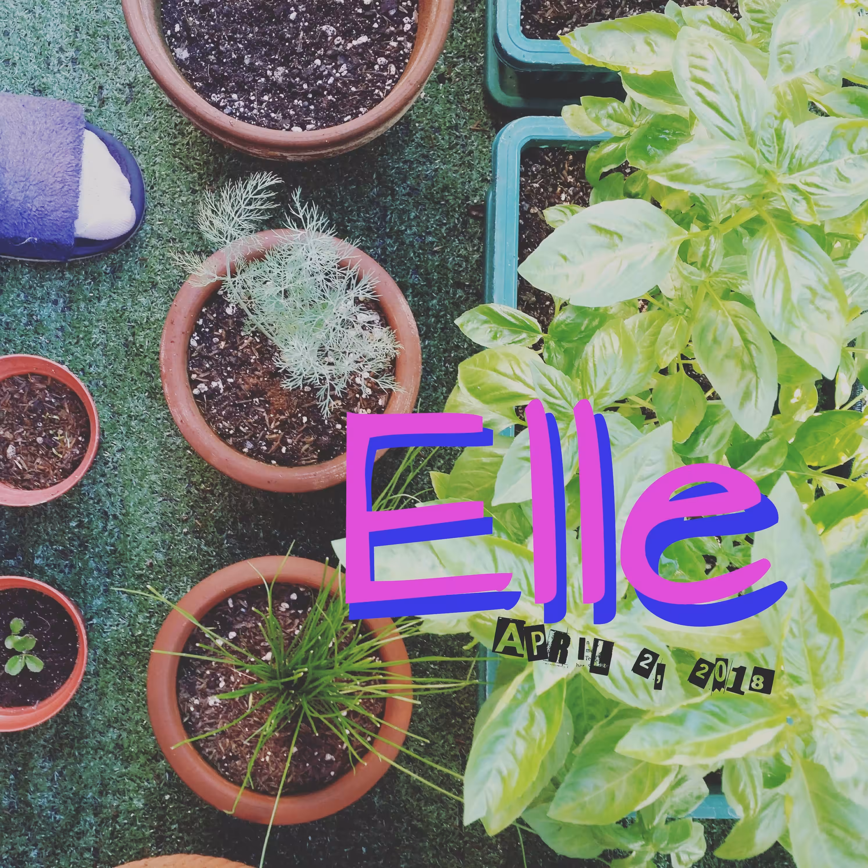 Elle