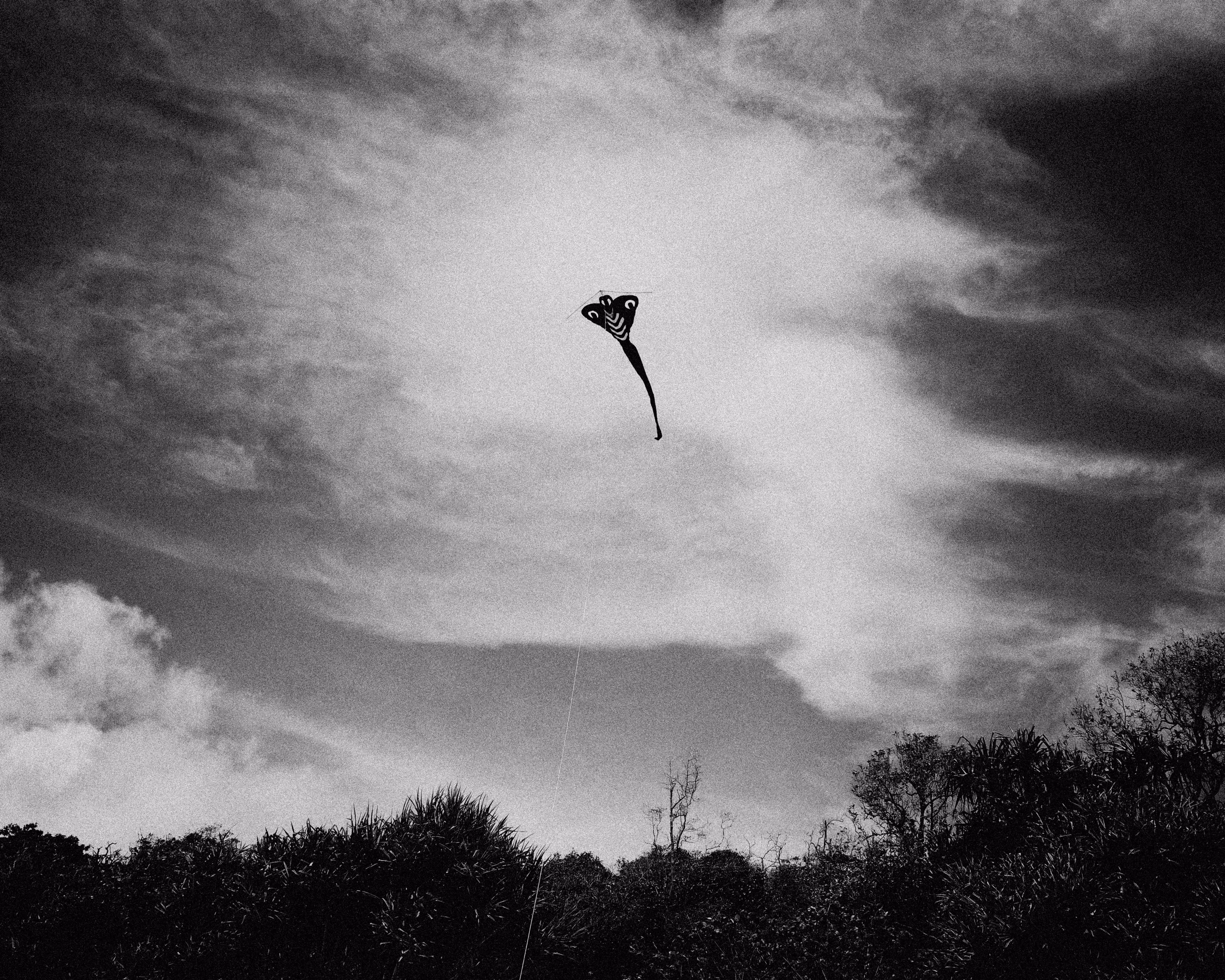 Kite