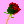 red rose