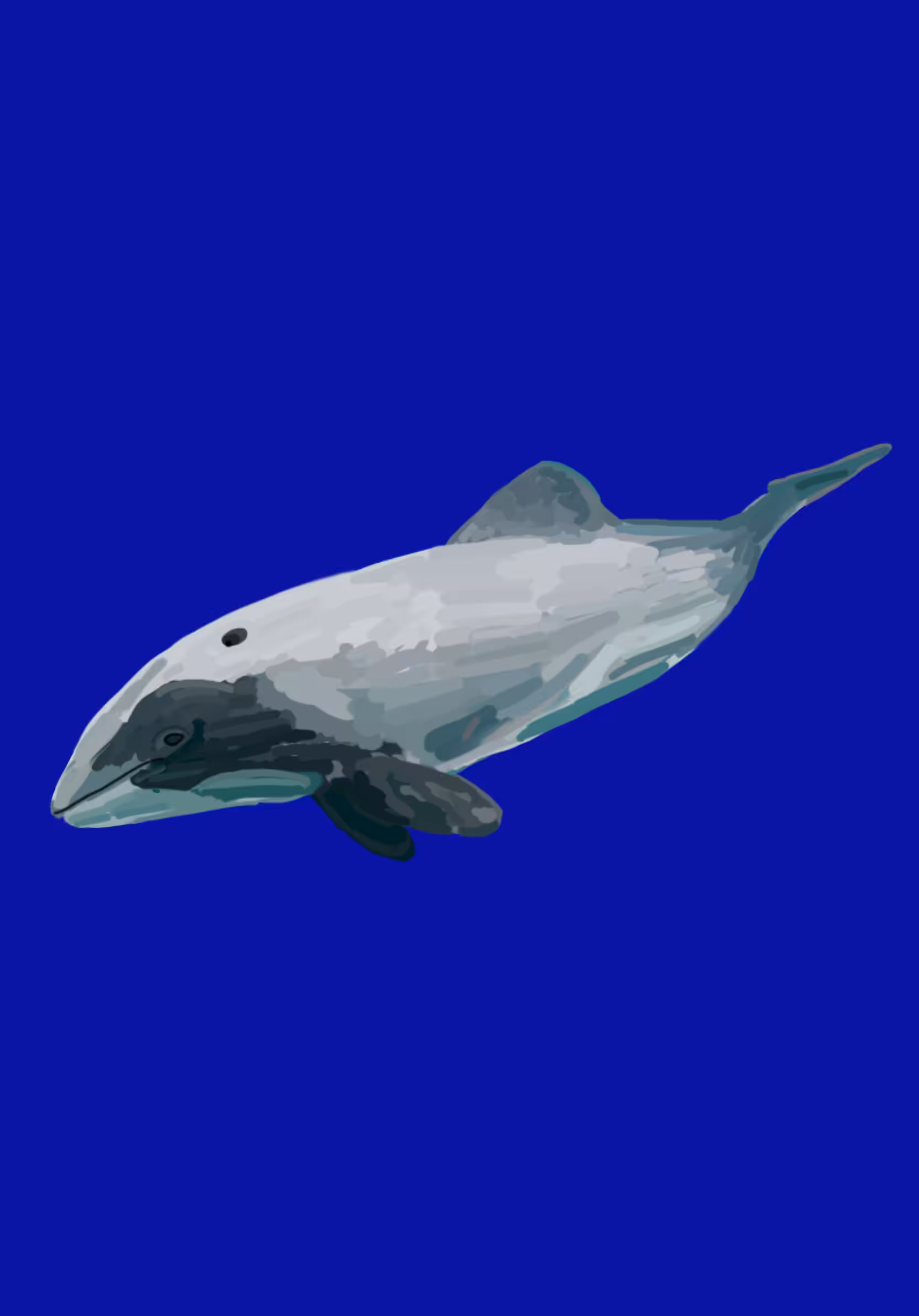 Hector Dolphin