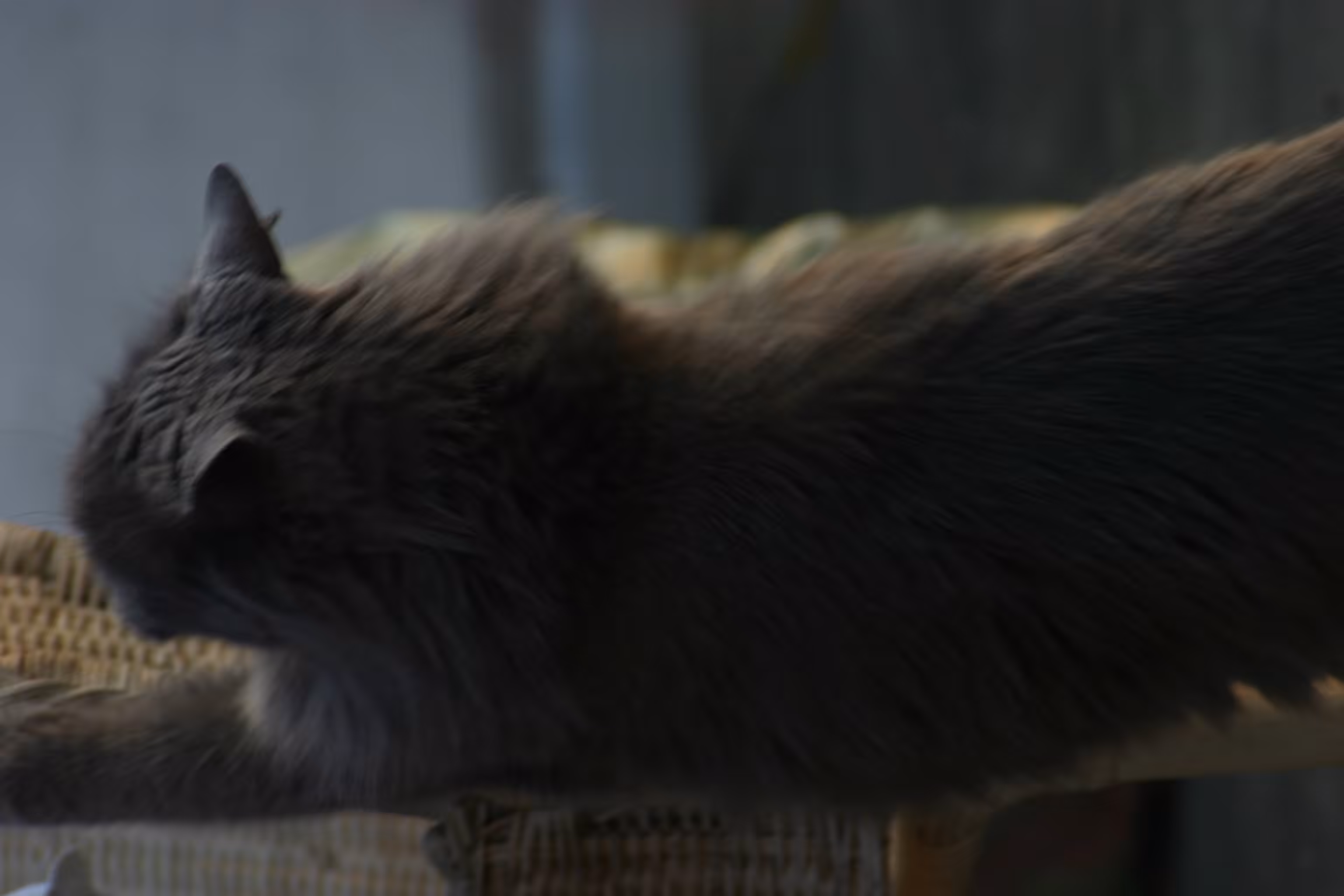 Mimi #2